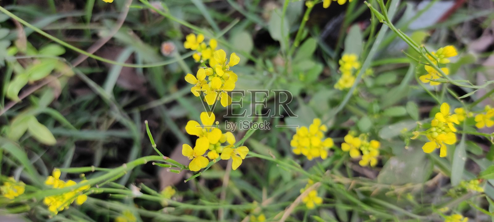 自然的绿色植物和美丽的花卉微距摄影景观背景图像照片摄影图片