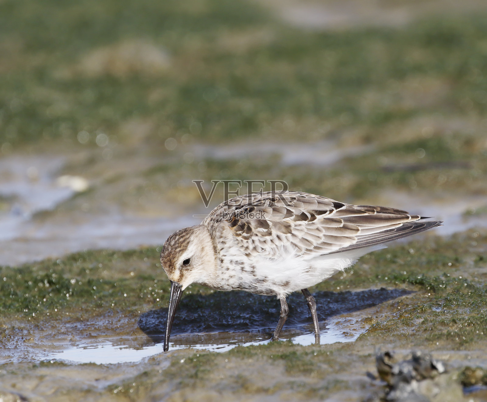 冬季羽绒服的矶鹬(Calidris alpina)照片摄影图片