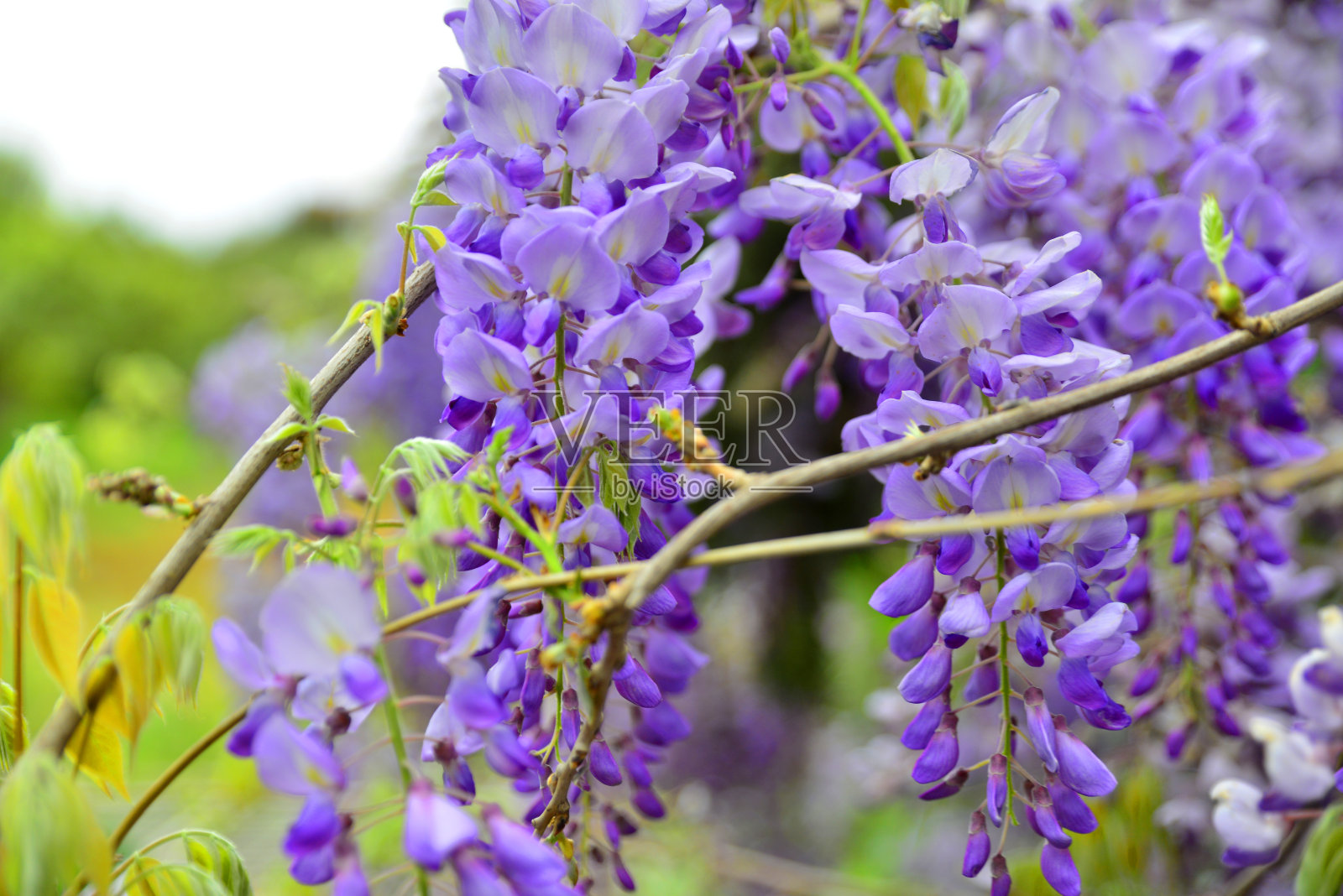 紫藤照片摄影图片