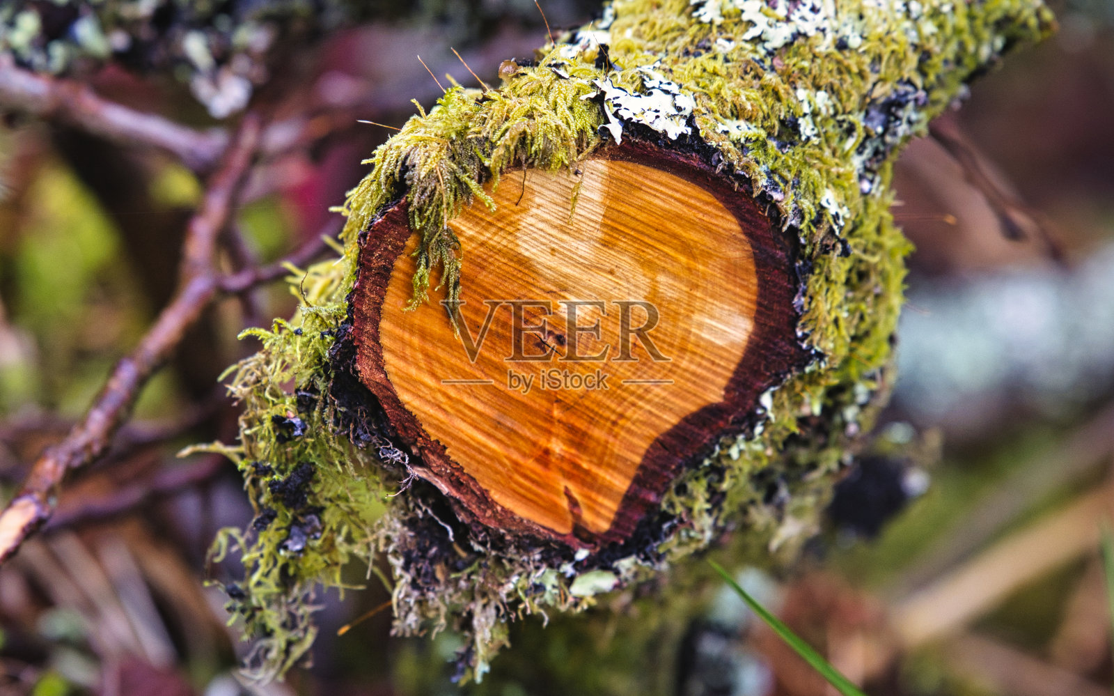 树木在苏格兰照片摄影图片