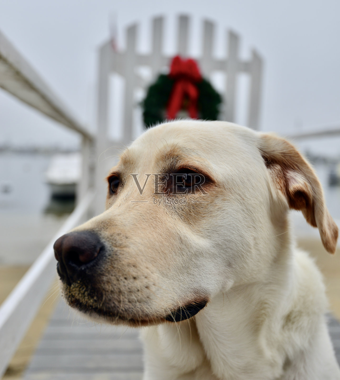 拉布拉多幼犬照片摄影图片
