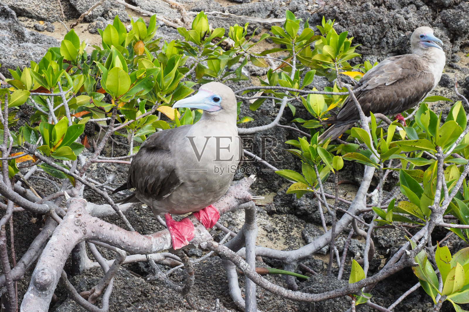 达尔文湾,吉诺维萨,加拉帕戈斯群岛照片摄影图片