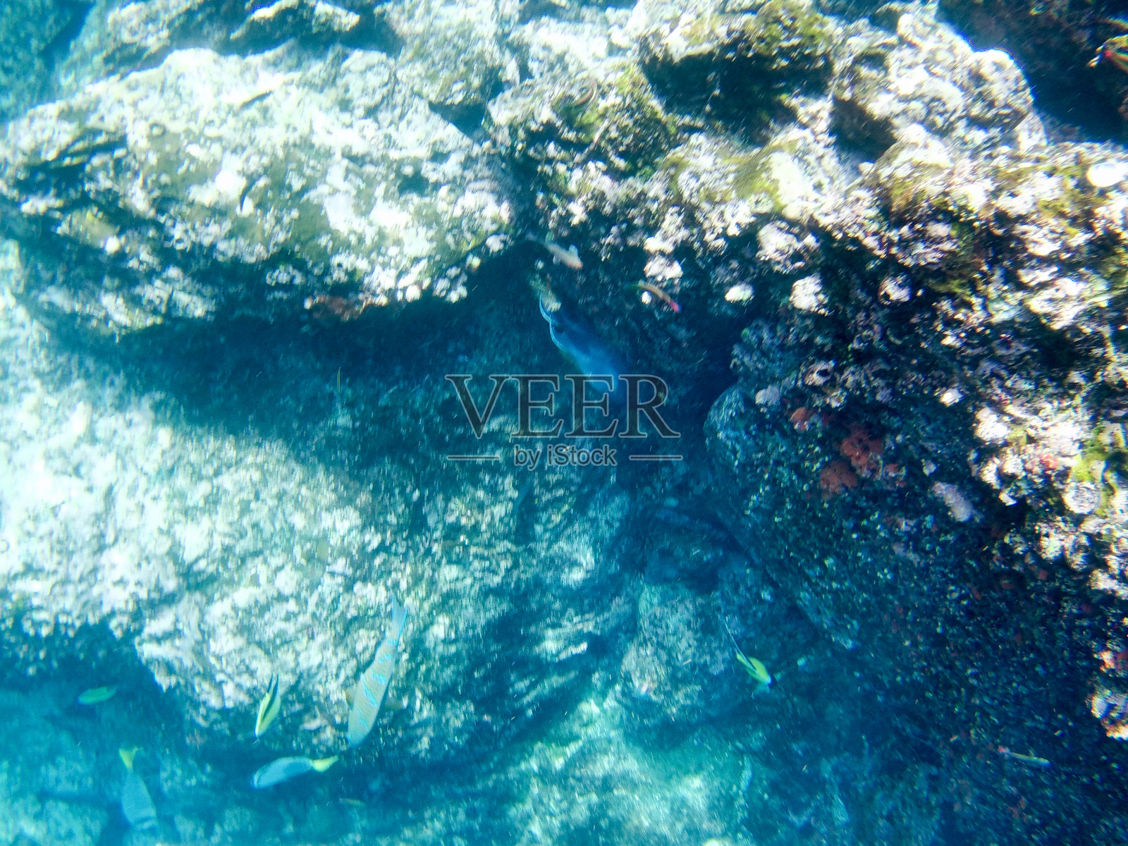 Genovesa水下,加拉帕戈斯群岛照片摄影图片