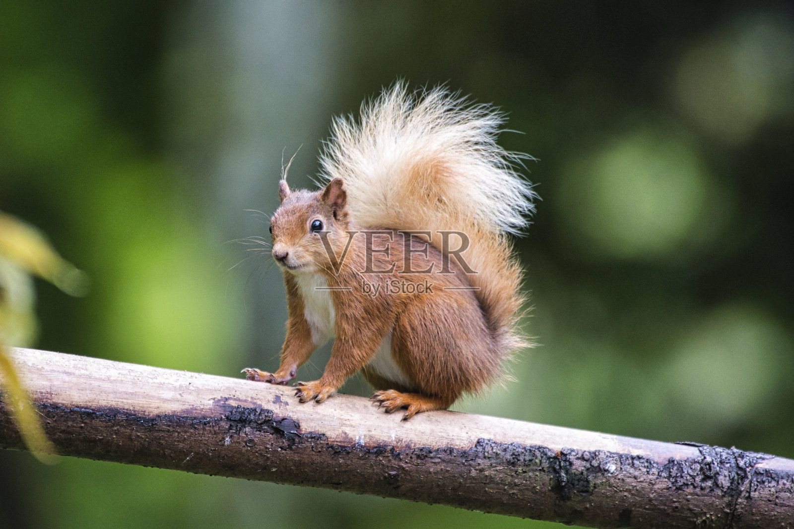 动物照片2021照片摄影图片