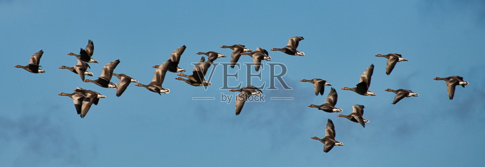 鸟类在苏格兰照片摄影图片