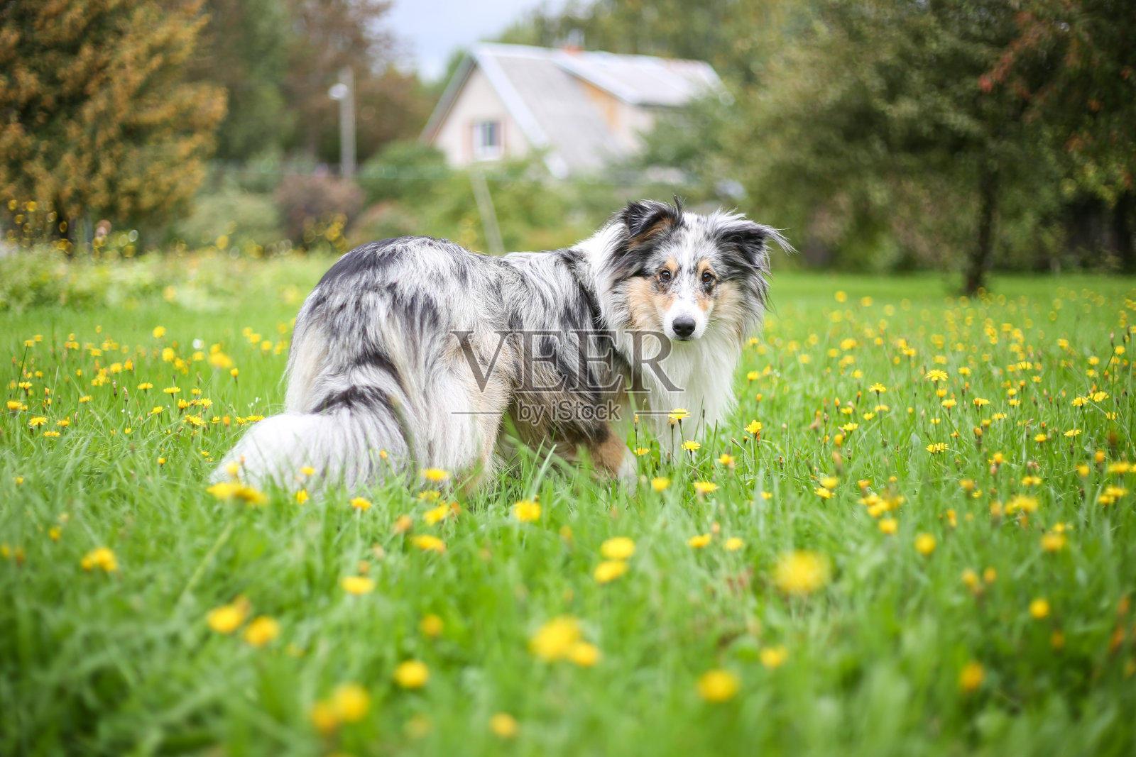 牧羊犬站在后院花园里,美丽的黄色小花在地上到处盛开。照片摄影图片