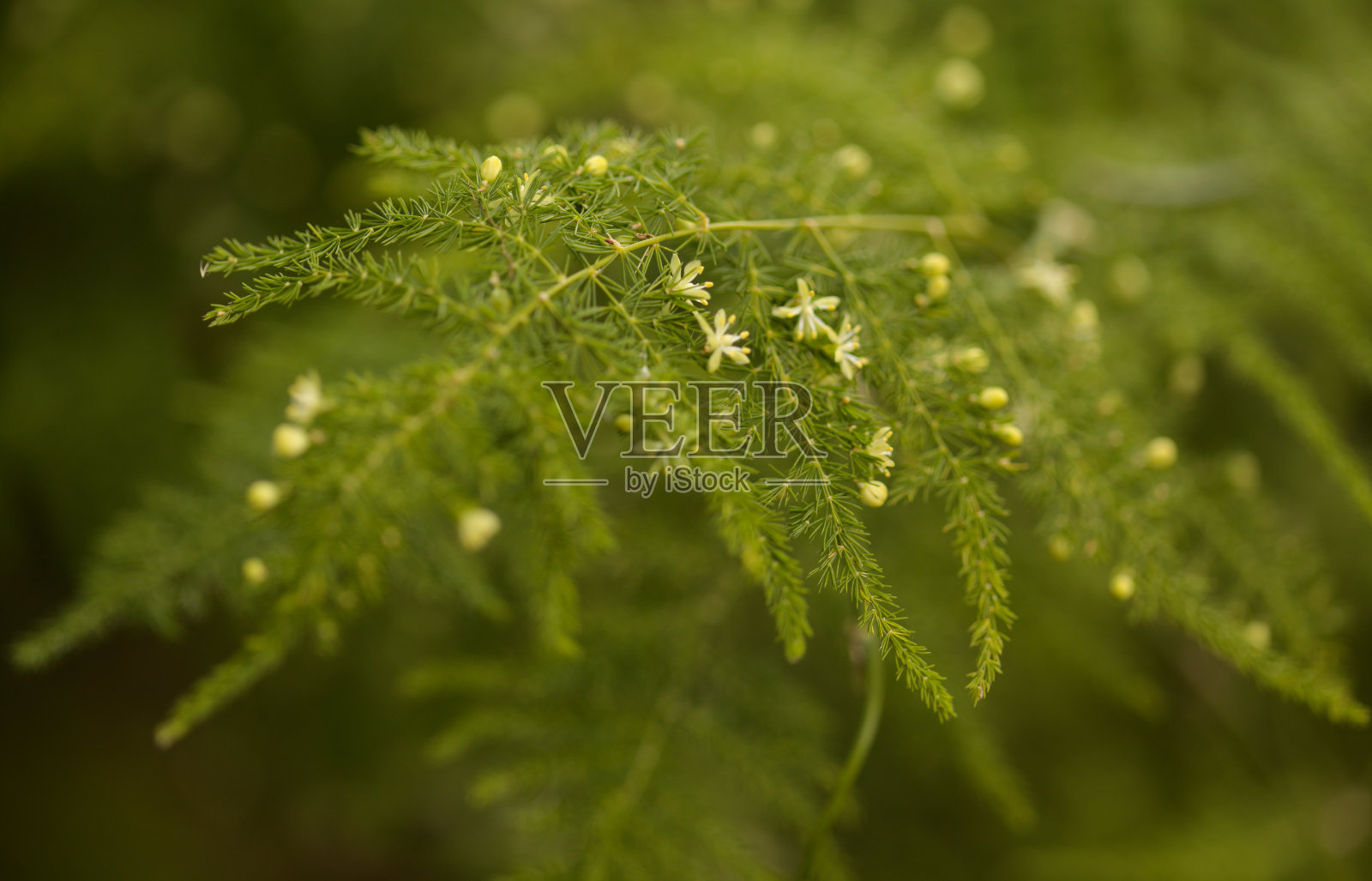 大加那利岛植物:武竹,俗称普通天门冬蕨,加那利群岛的园林植物,天然微距花卉背景照片摄影图片
