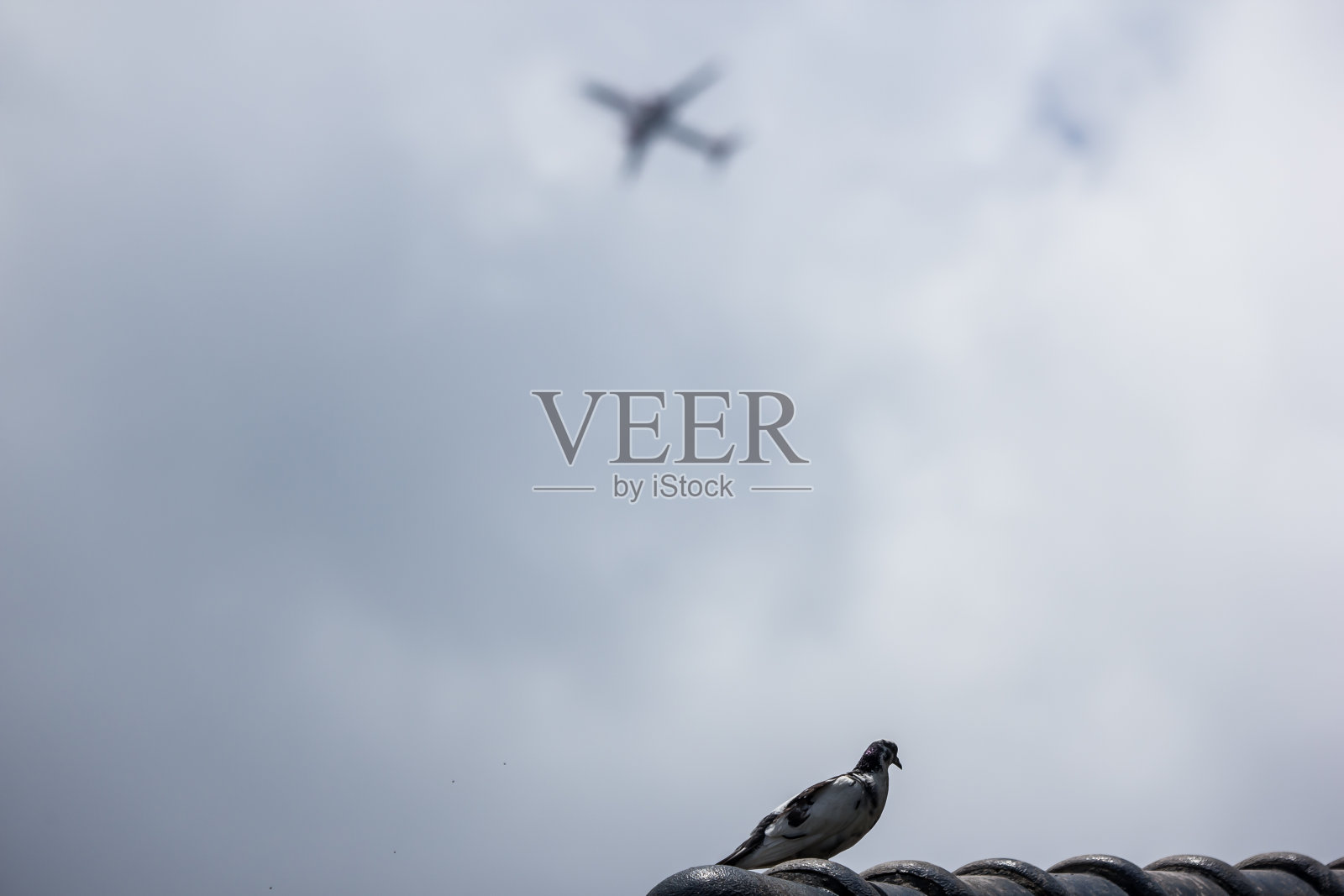 屋顶上的普通八哥照片摄影图片