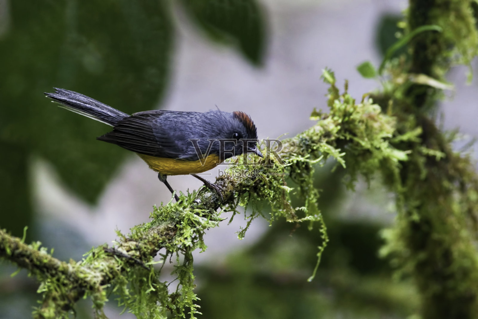 近距离观察一个石板喉红start, Myioborus miniatus照片摄影图片