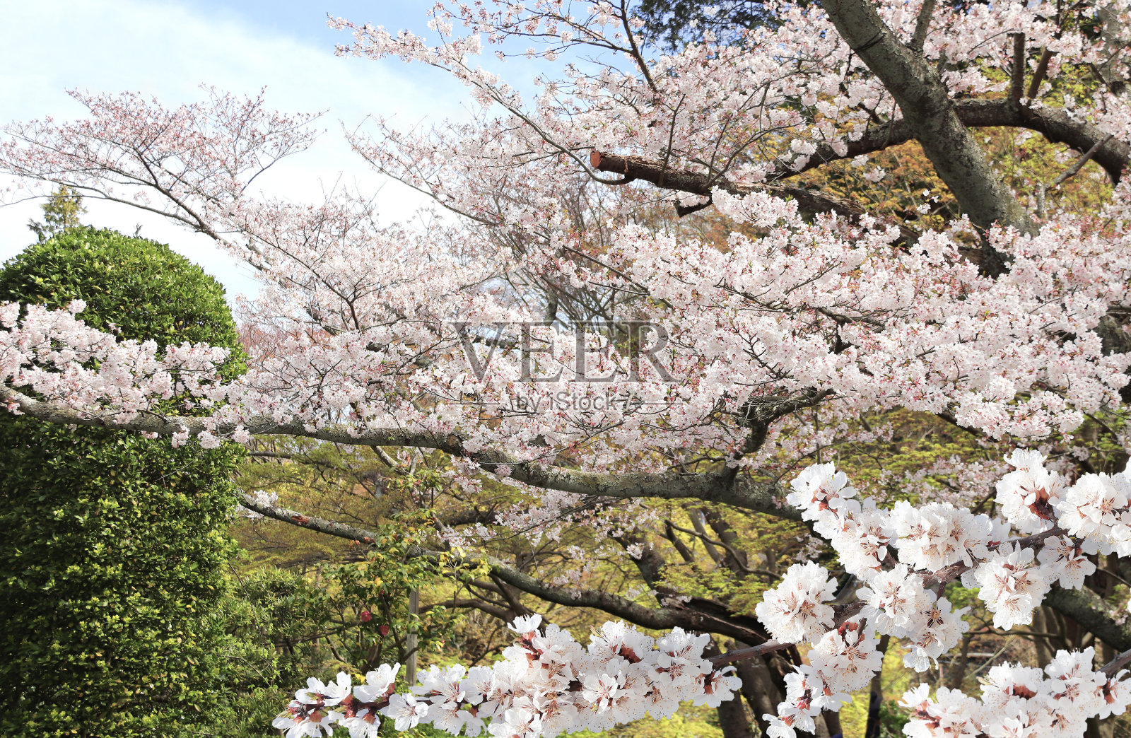 日本冈山后乐园盛开的樱花树照片摄影图片