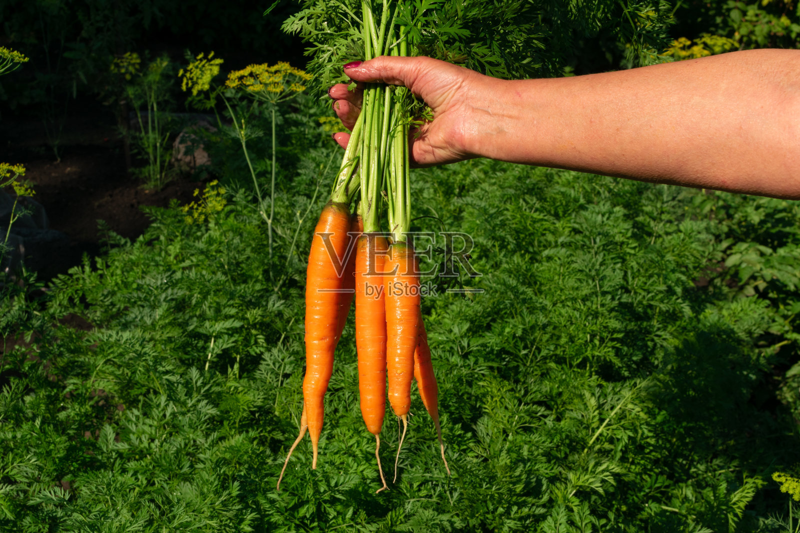 厨房菜园的生态胡萝卜收获。农民手中的胡萝卜照片摄影图片