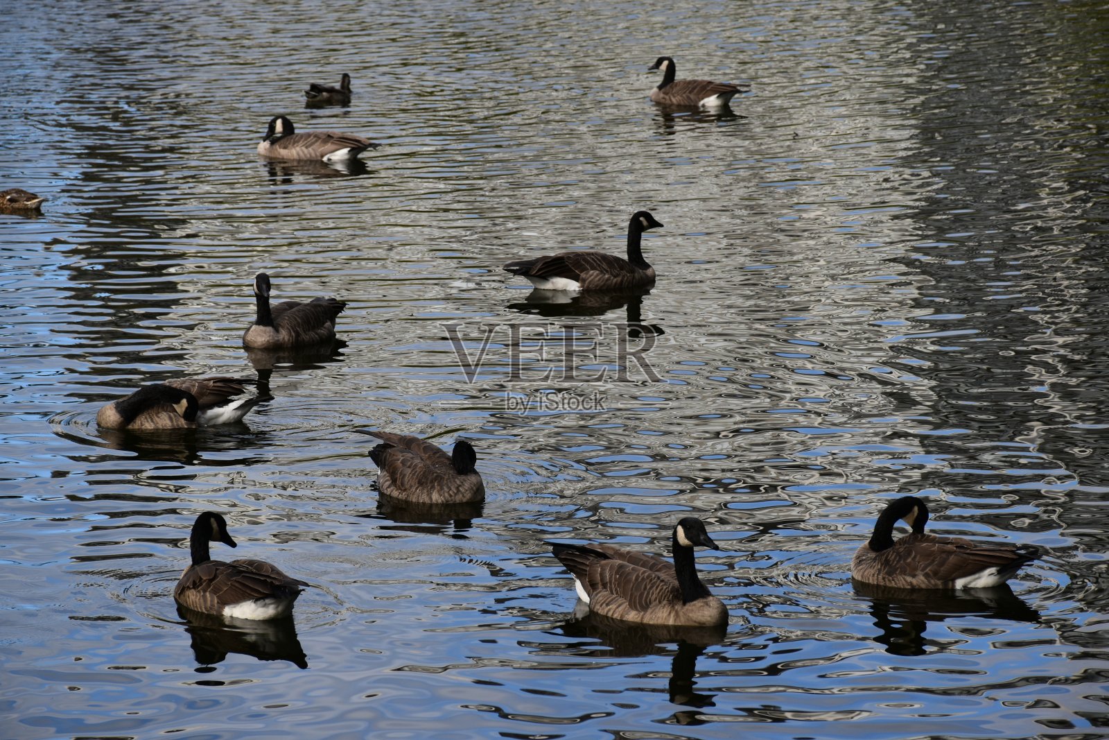 鹅照片摄影图片