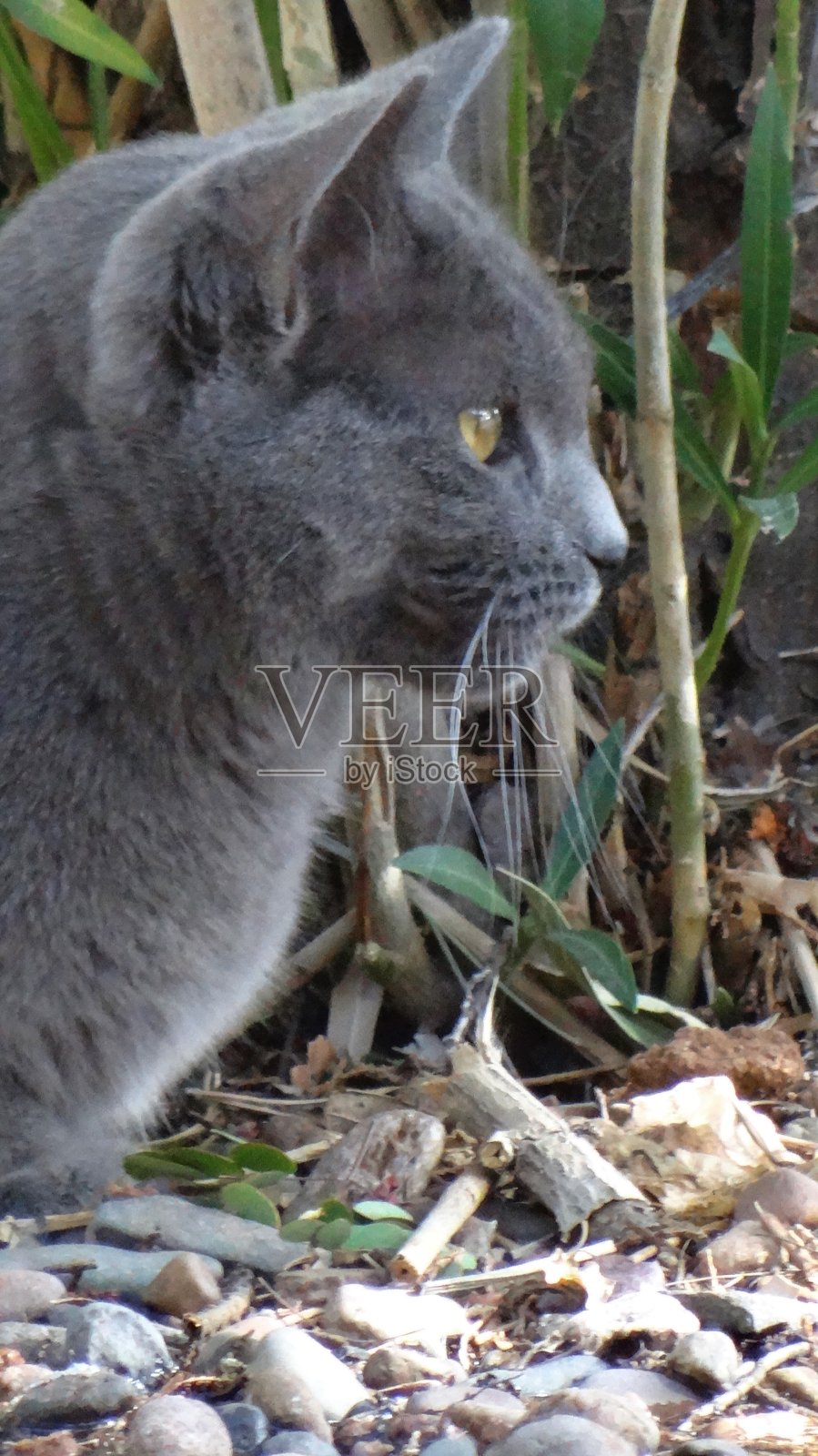 沙漠流浪猫照片摄影图片