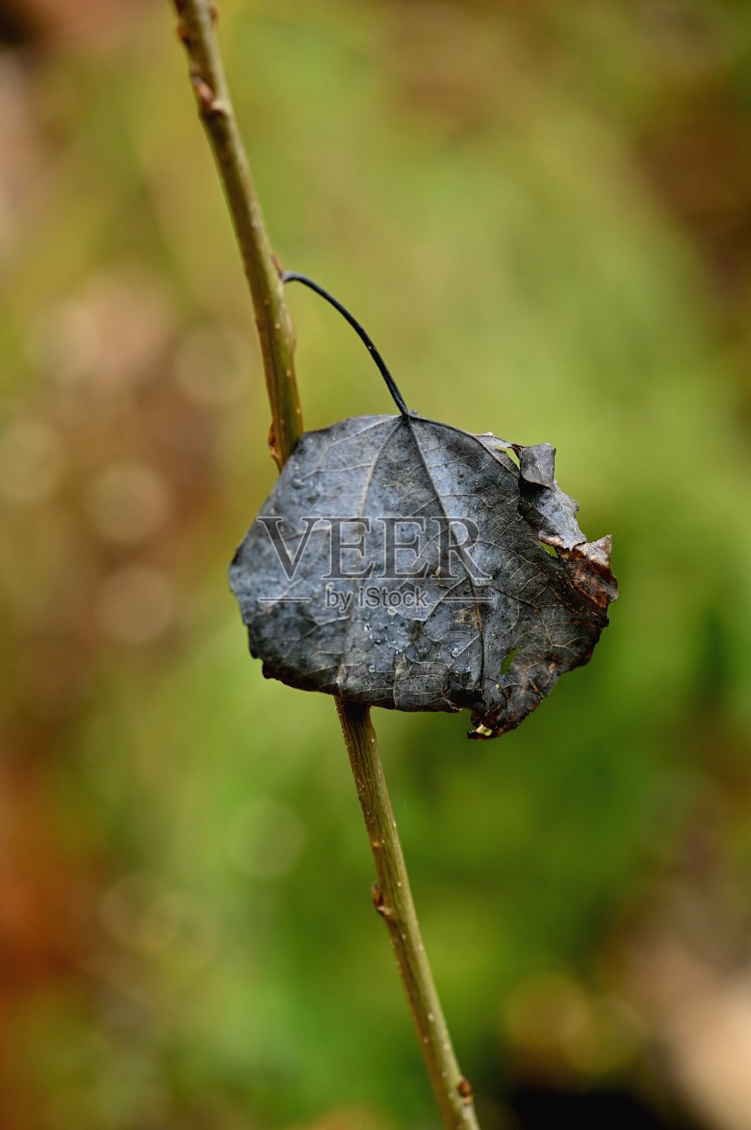 深秋的树叶照片摄影图片
