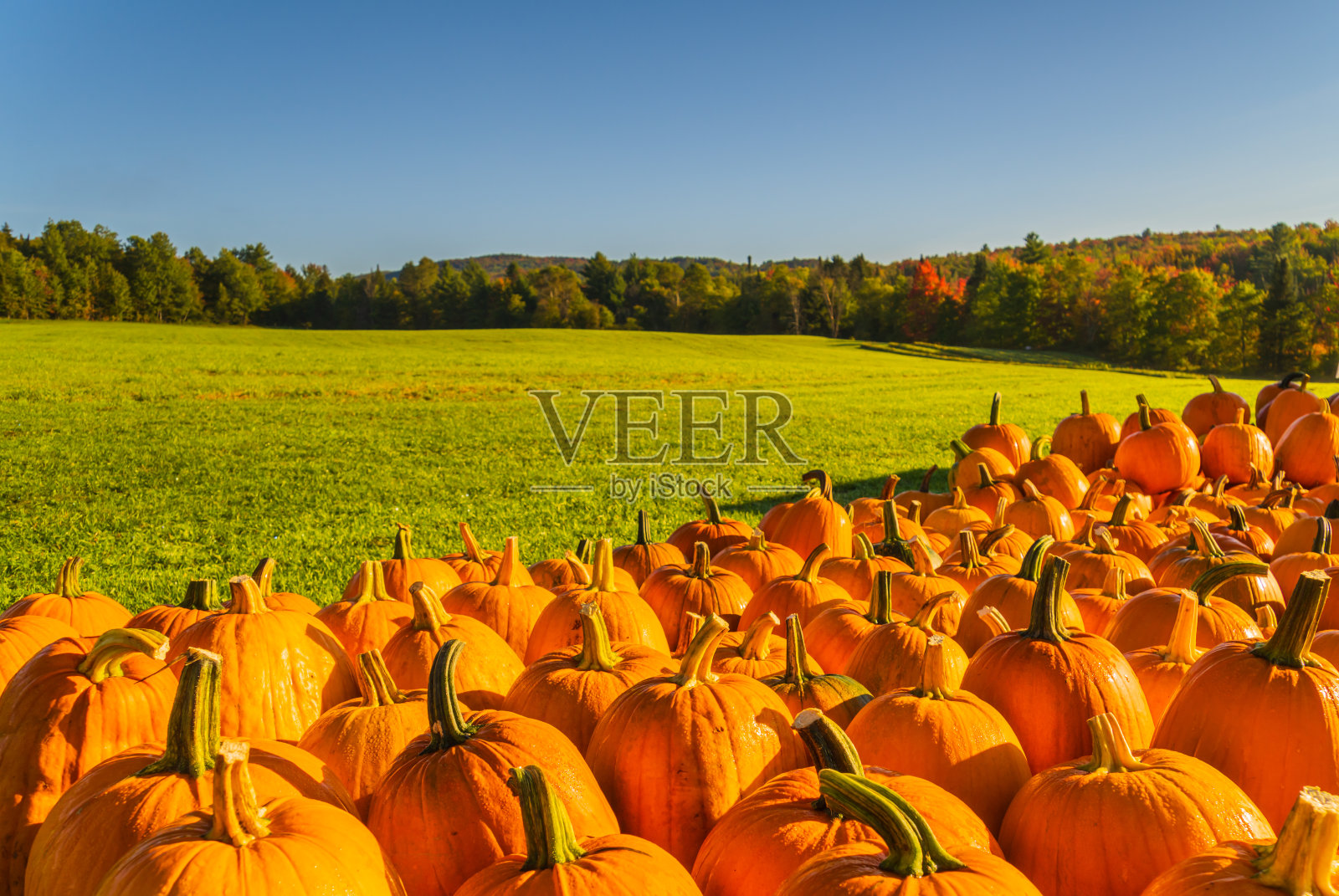 南瓜在地里出售照片摄影图片
