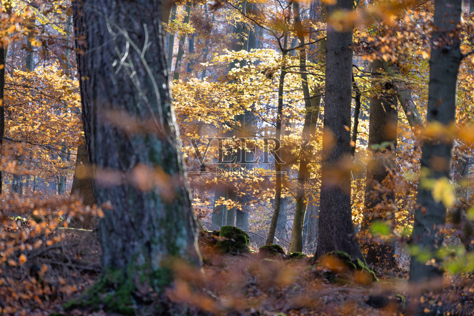 秋天森林的色彩与美丽的阳光照片摄影图片