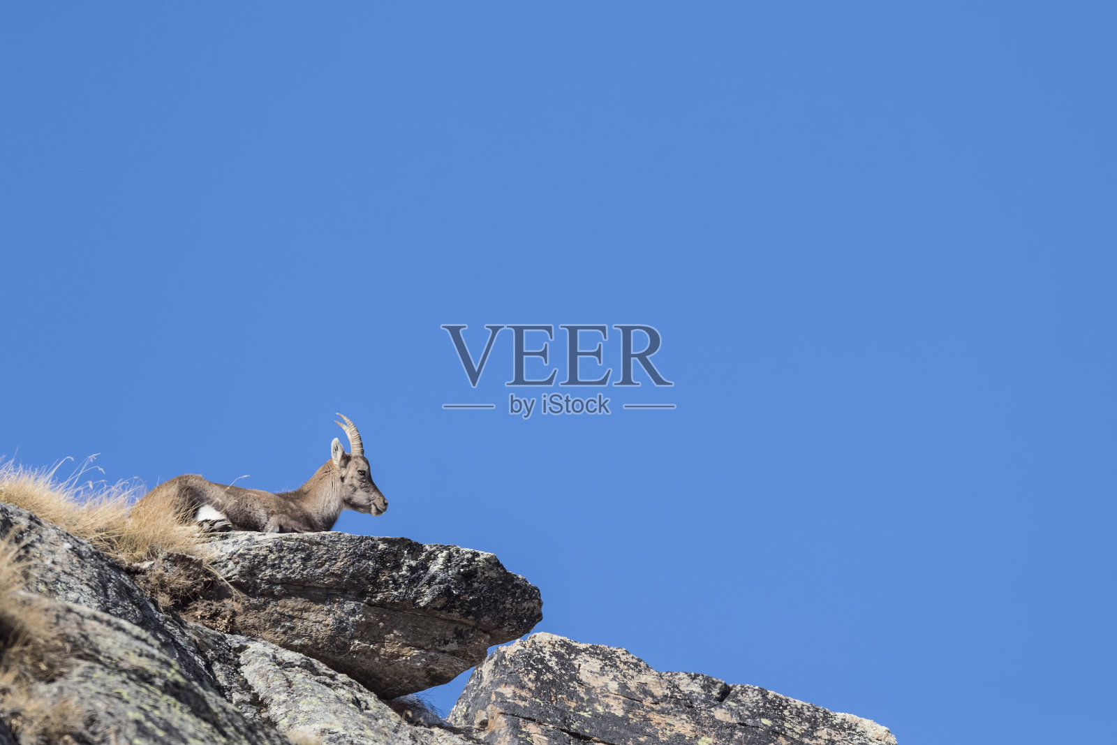 岩石上的母山羊(卡普拉山羊)照片摄影图片