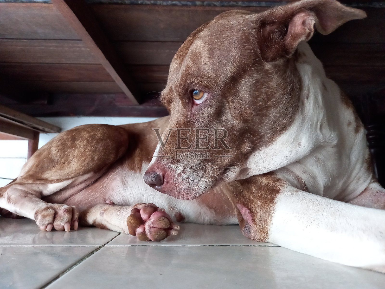 棕色的狗。照片摄影图片