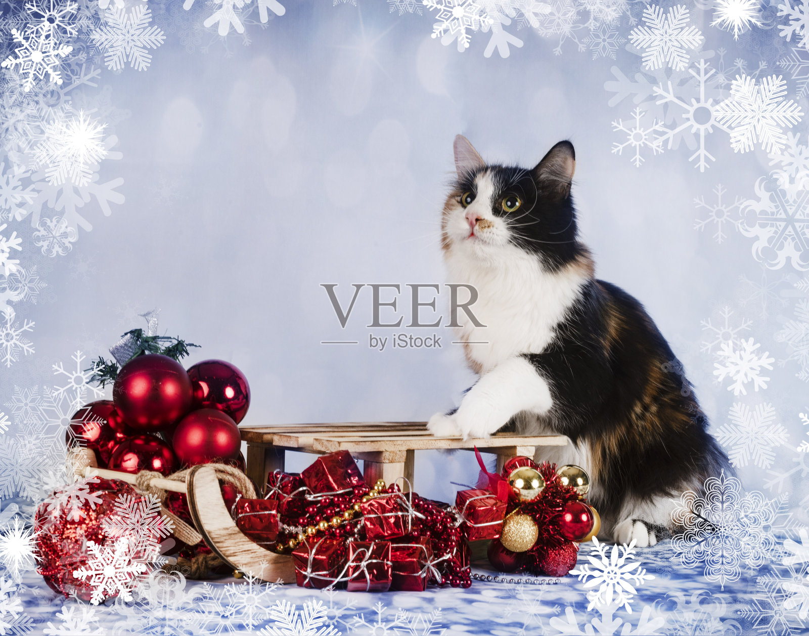 年轻Kurilian短尾猫照片摄影图片