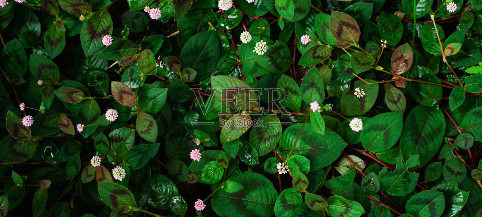 绿叶图案背景的完整框架照片摄影图片