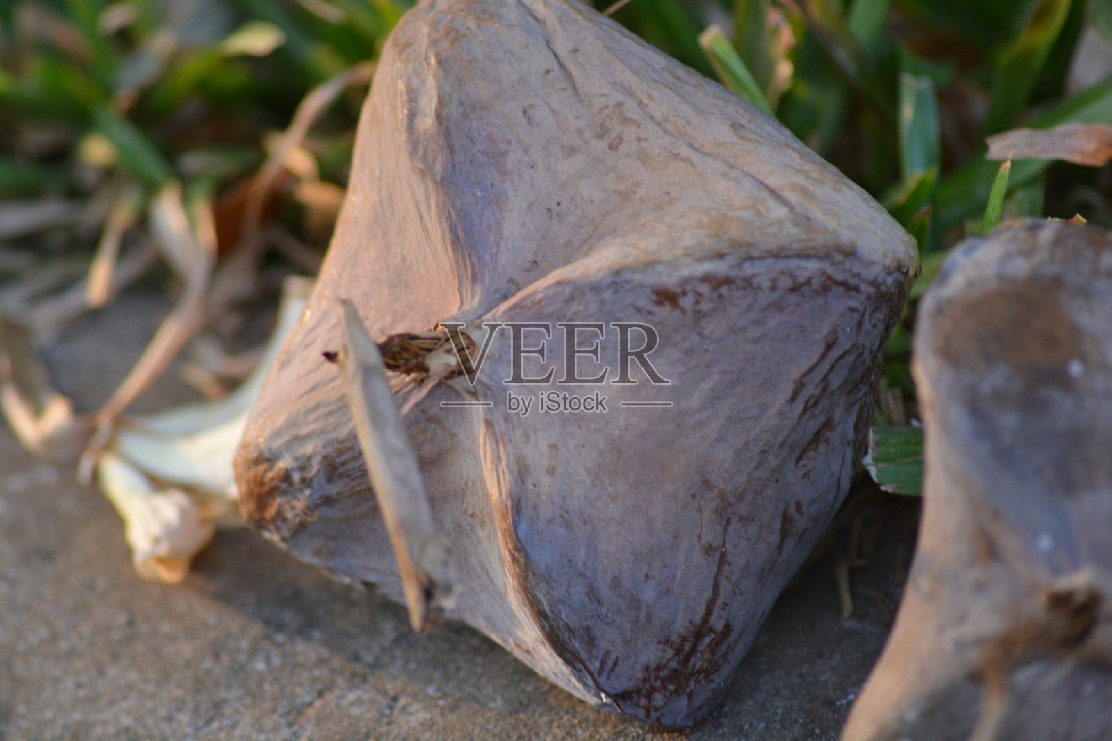 亚洲Barringtonia照片摄影图片