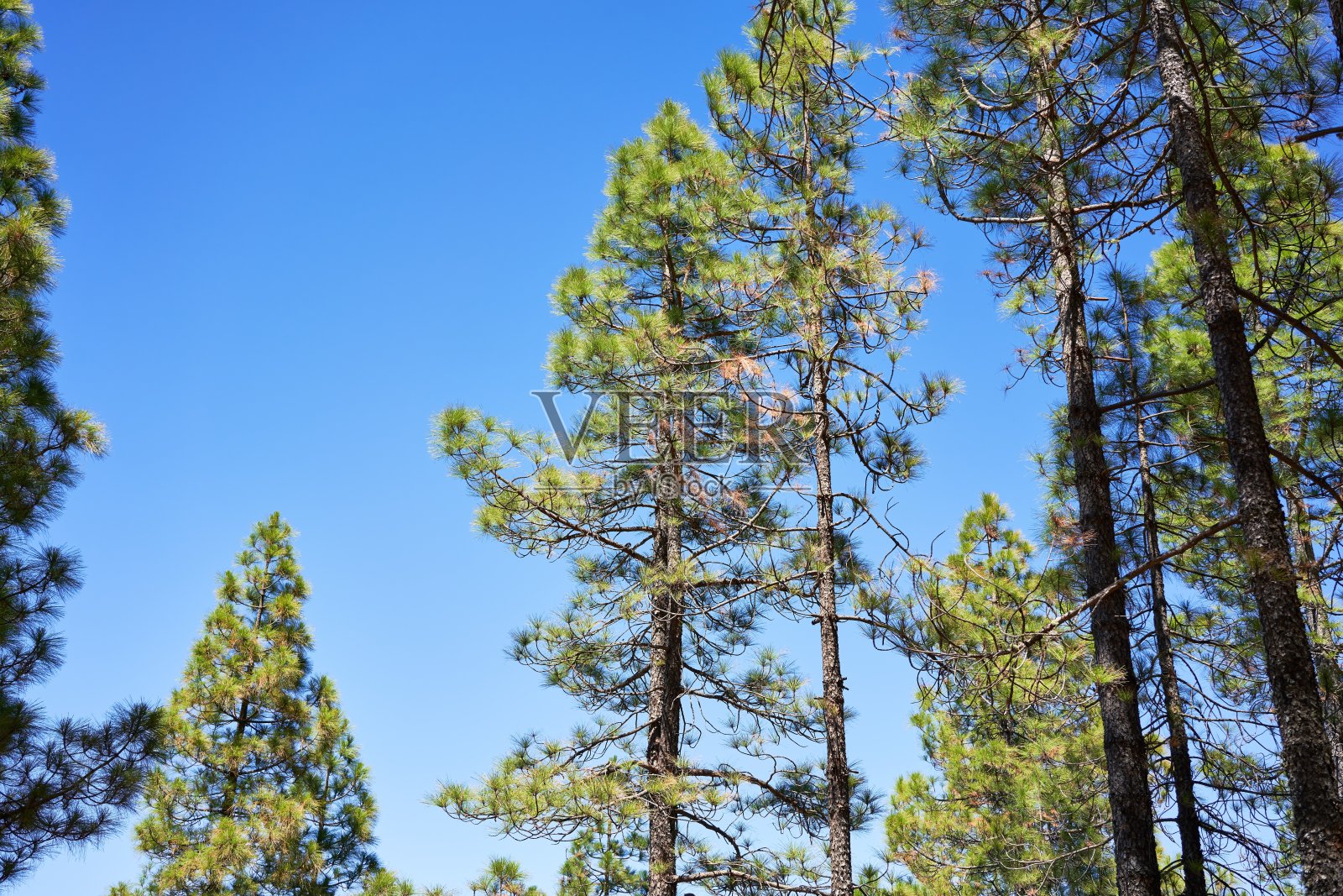 美丽的树木景观照片摄影图片