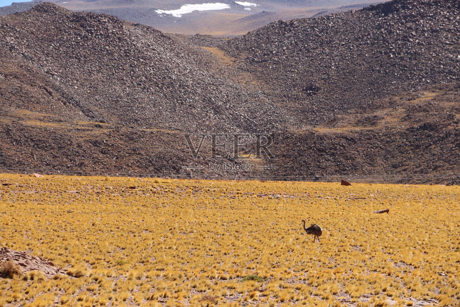 野生动物照片摄影图片