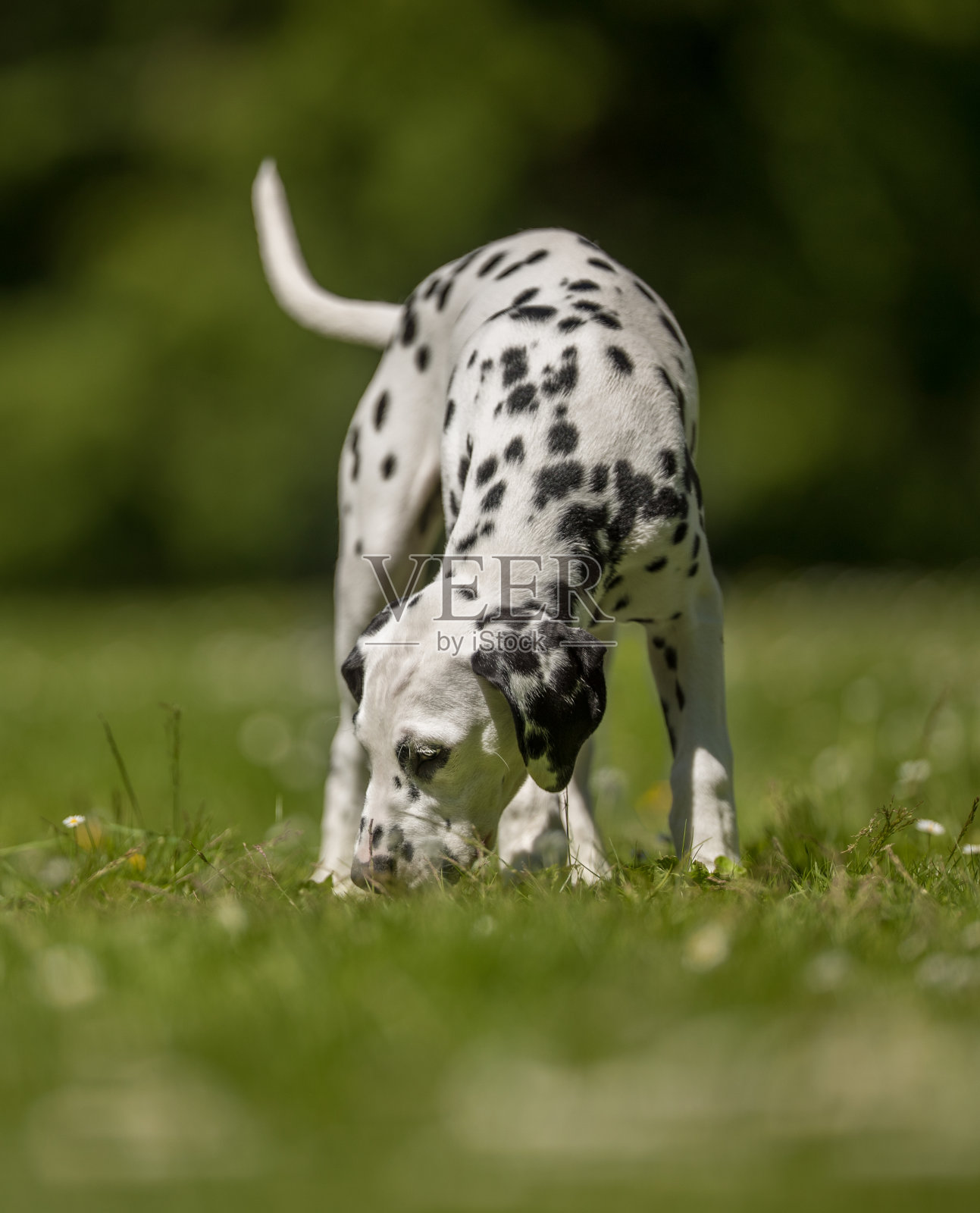 漂亮的狗照片摄影图片