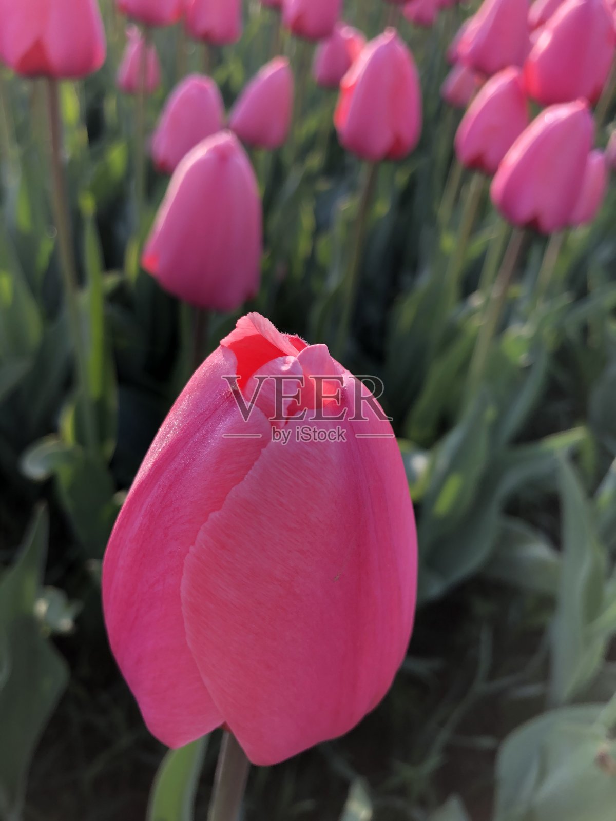 春天花园里的粉红色郁金香照片摄影图片