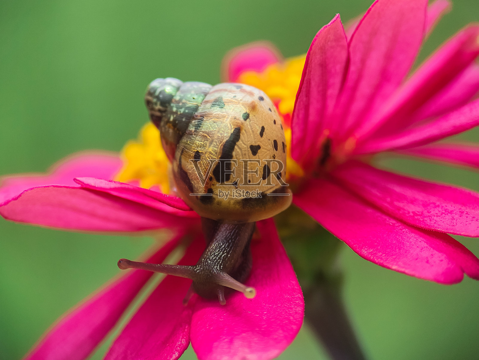 小蜗牛在上面的花照片摄影图片