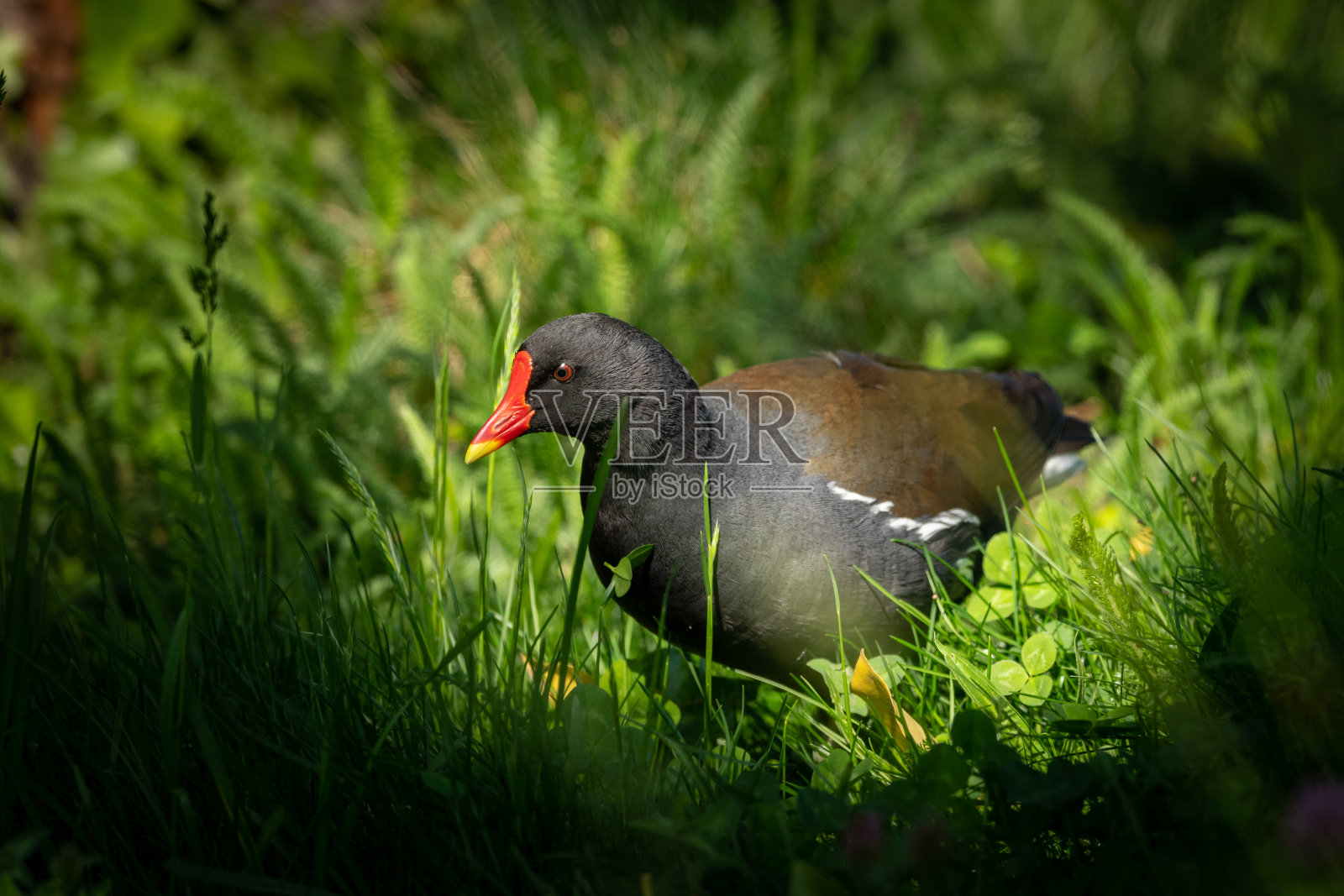 常见的黑水鸡照片摄影图片