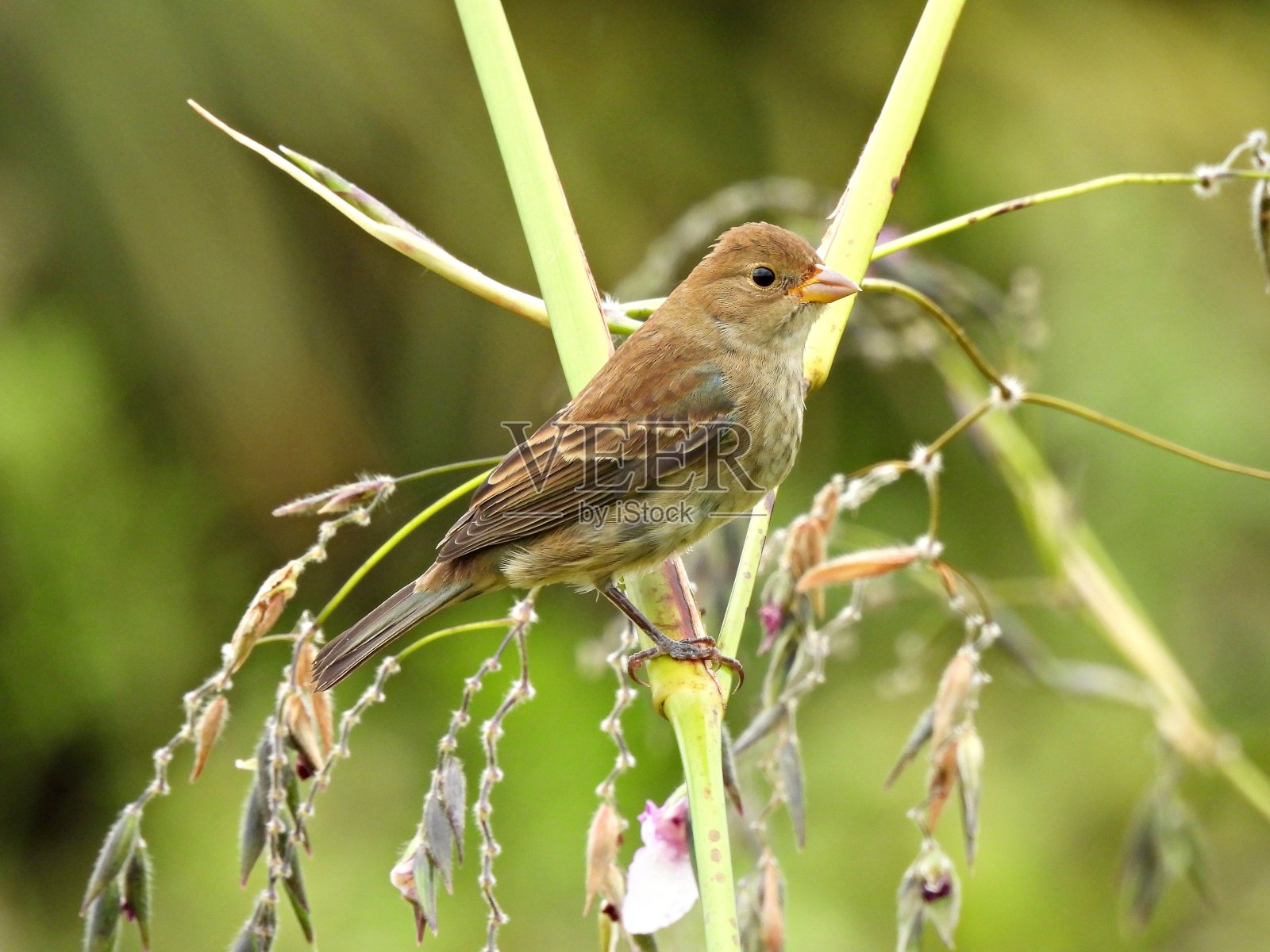 蓝靛鹀(雀形花)-雌性/未成熟的雄性栖息在树枝上照片摄影图片