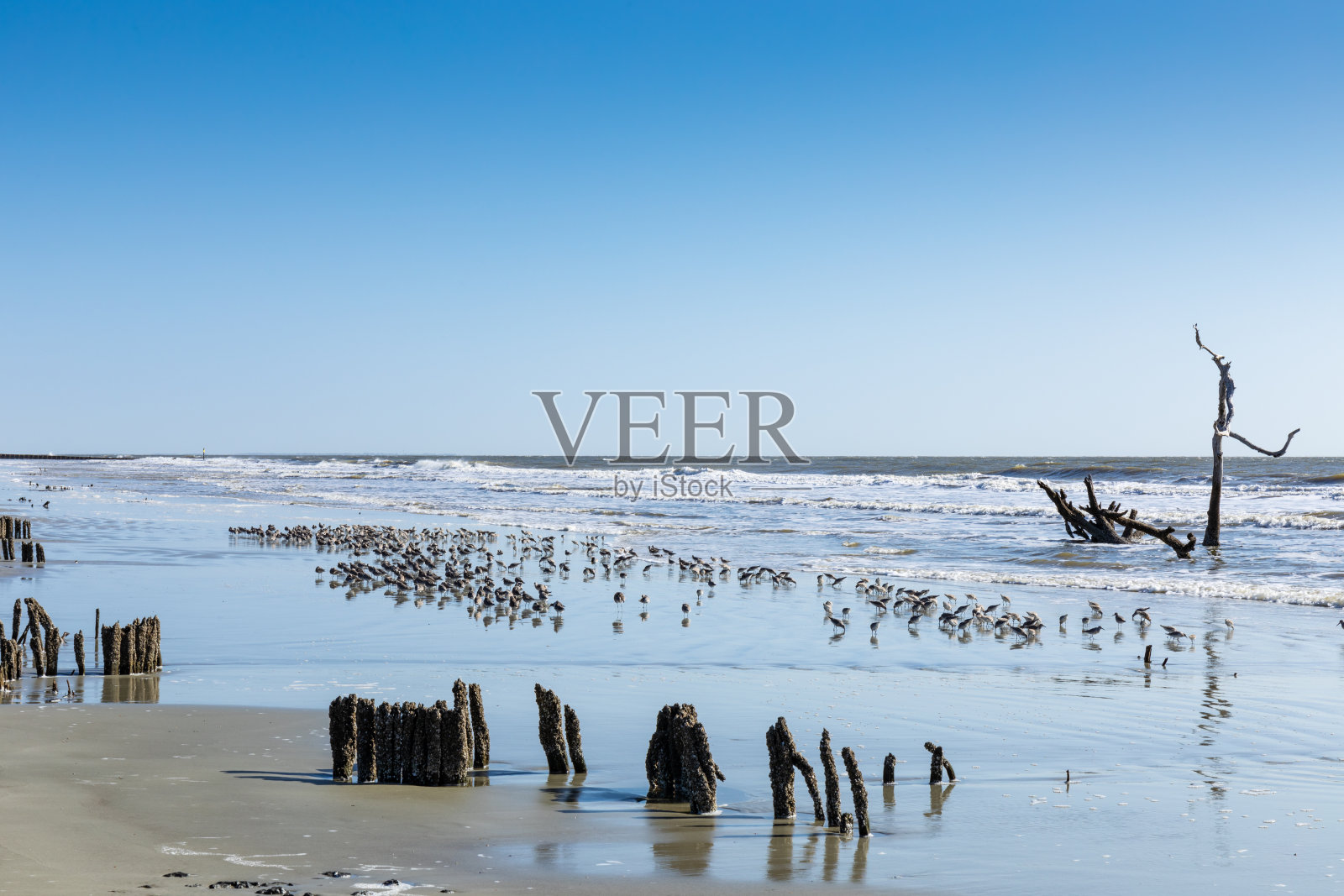 大量的海鸥在海浪的边缘,远处是巨大的浮木树,在南卡罗来纳海岸清晨晴朗的天空照片摄影图片