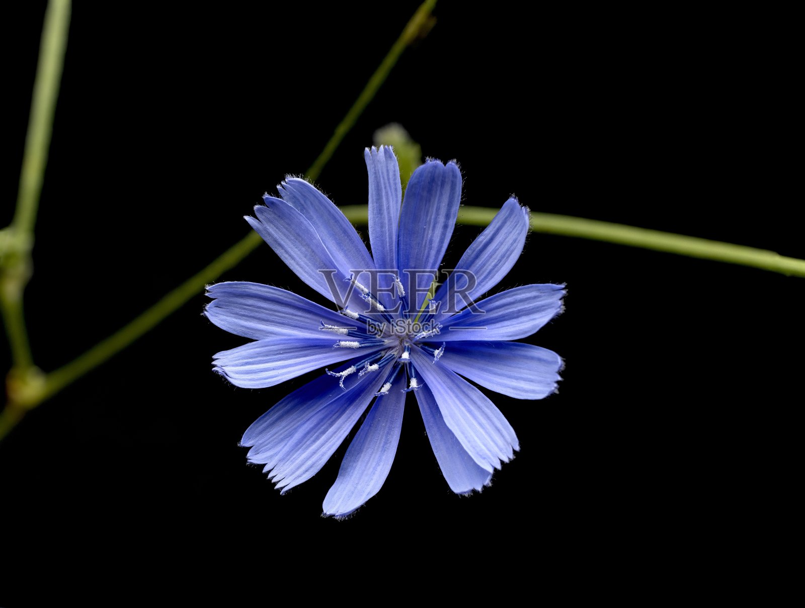 菊苣花在黑色背景上照片摄影图片