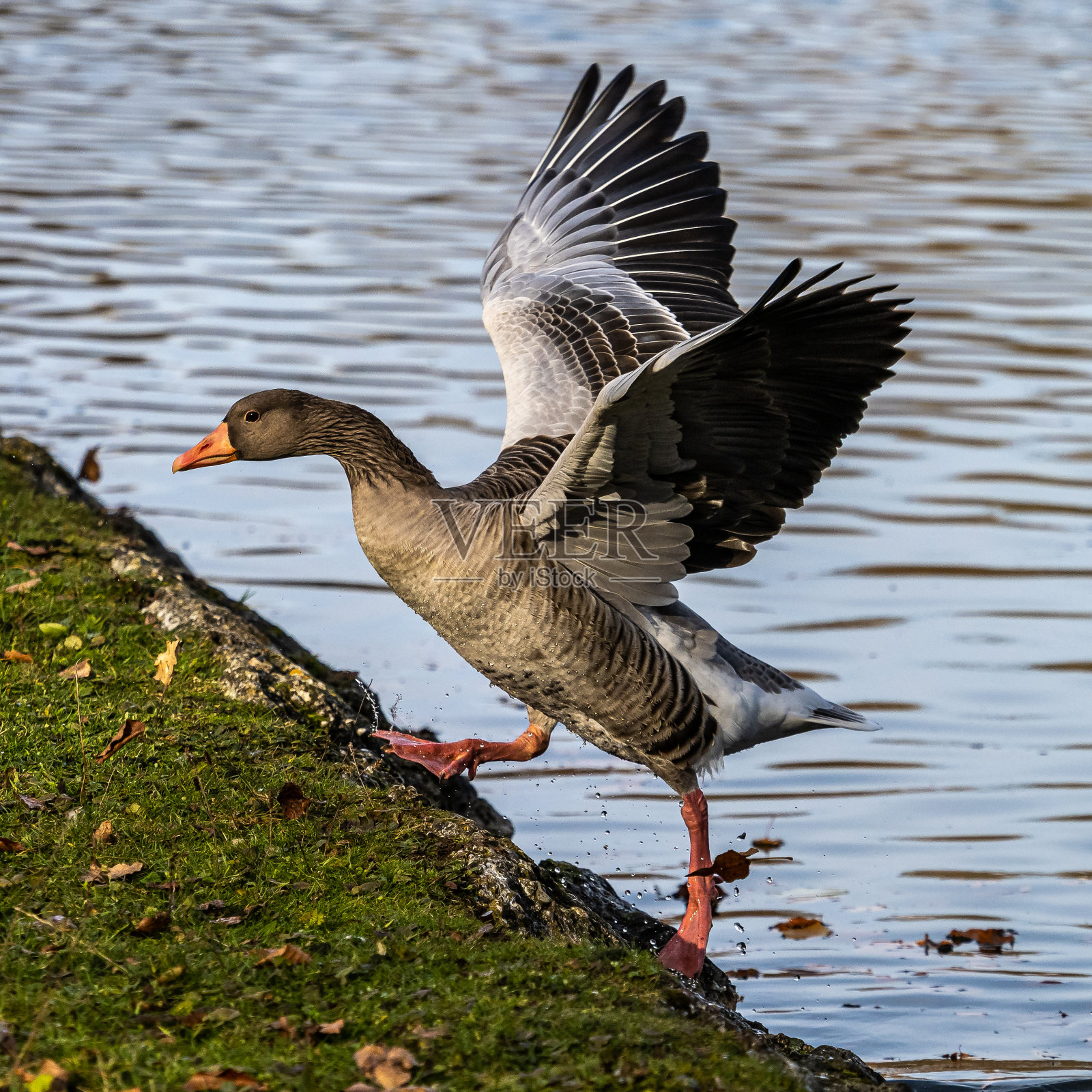 灰雁,白雁是一种大雁照片摄影图片