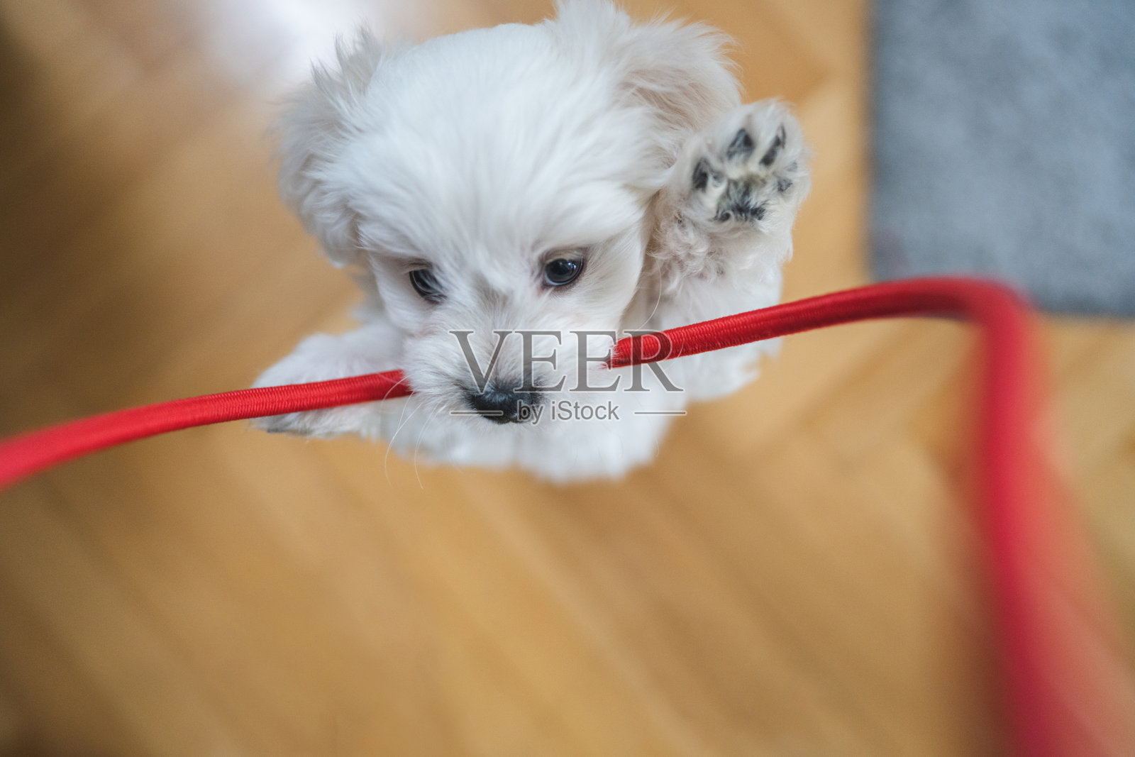 可爱的比熊叼着绳子在客厅玩耍照片摄影图片