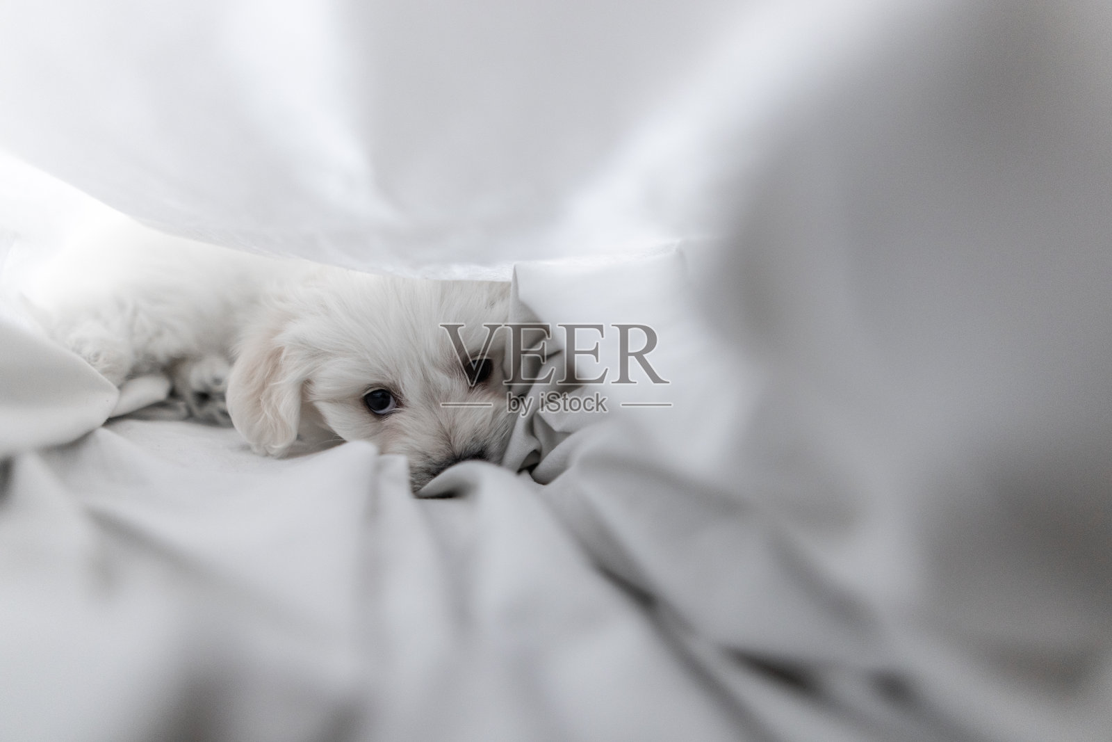 可爱的小狗躺在床上的毯子下,看着相机照片摄影图片