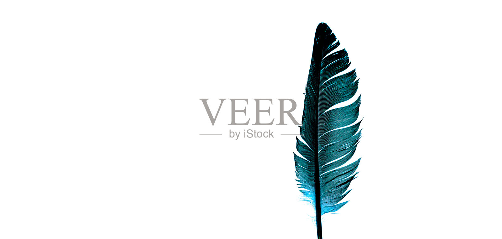 蓝色的羽毛在白色的背景,美丽的羽毛颜色绿色绿松石孤立在白色的背景照片摄影图片