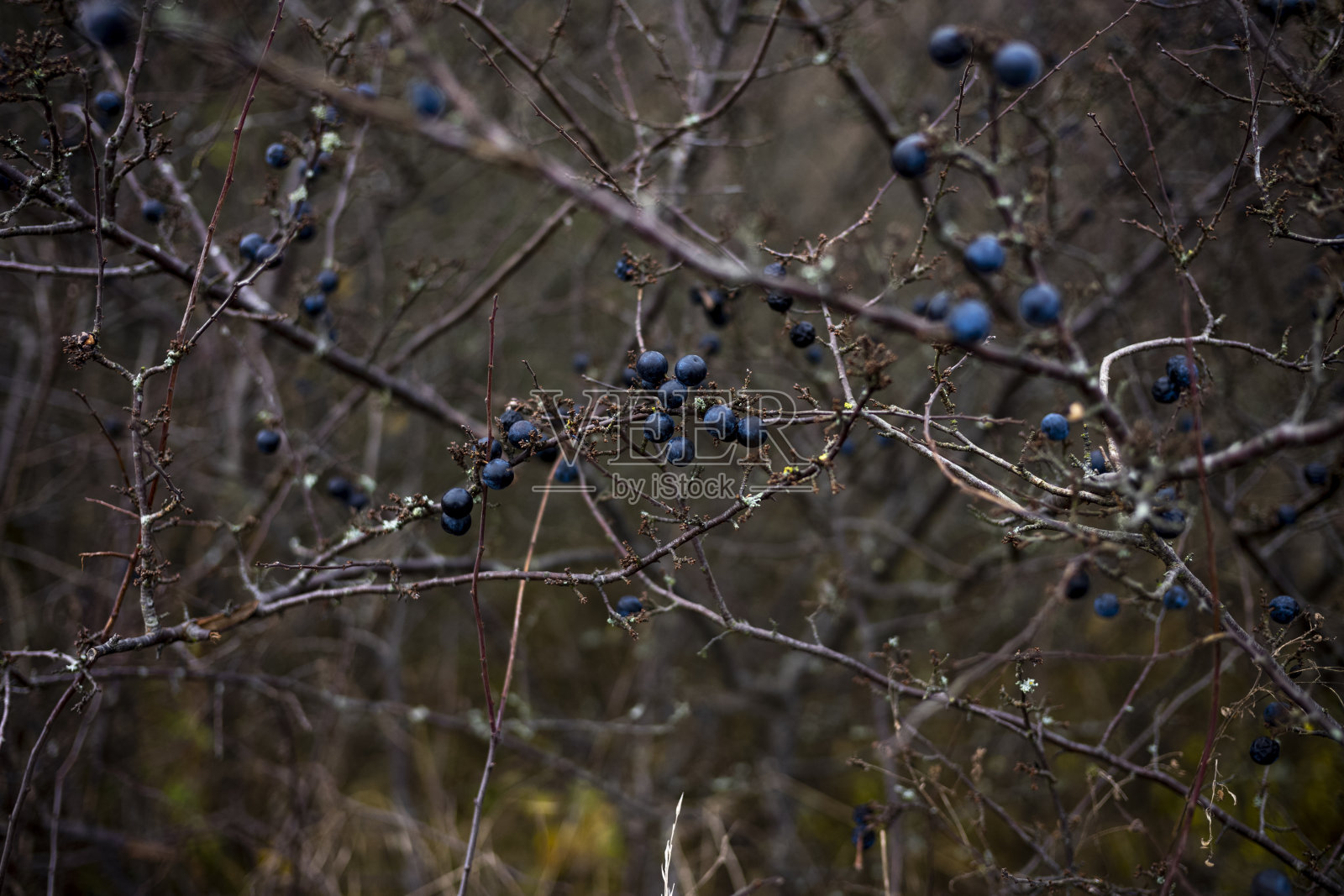 秋天心情树叶的颜色是棕色调照片摄影图片