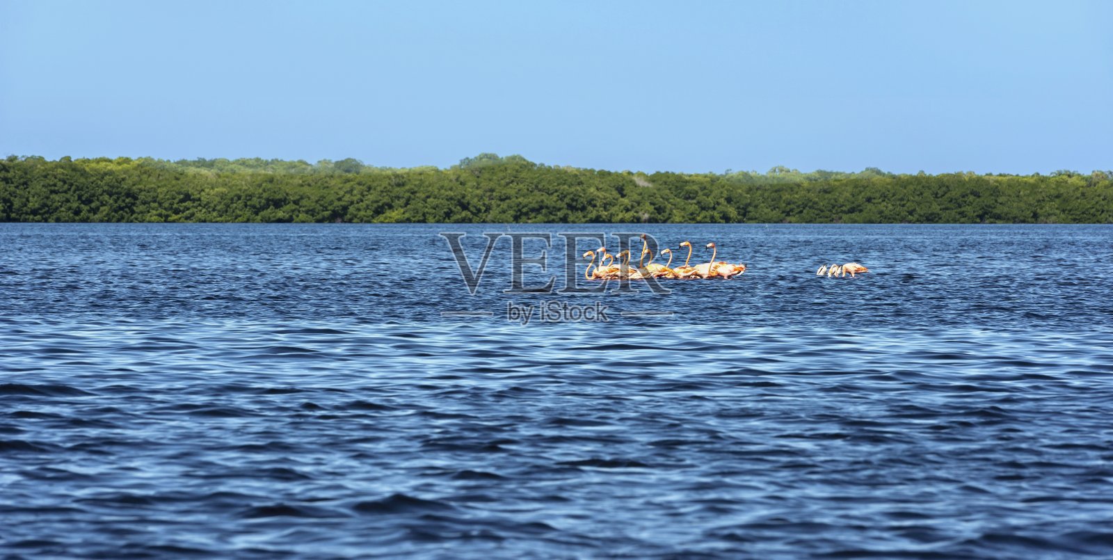 墨西哥塞莱斯顿的生物圈森林中的火烈鸟照片摄影图片