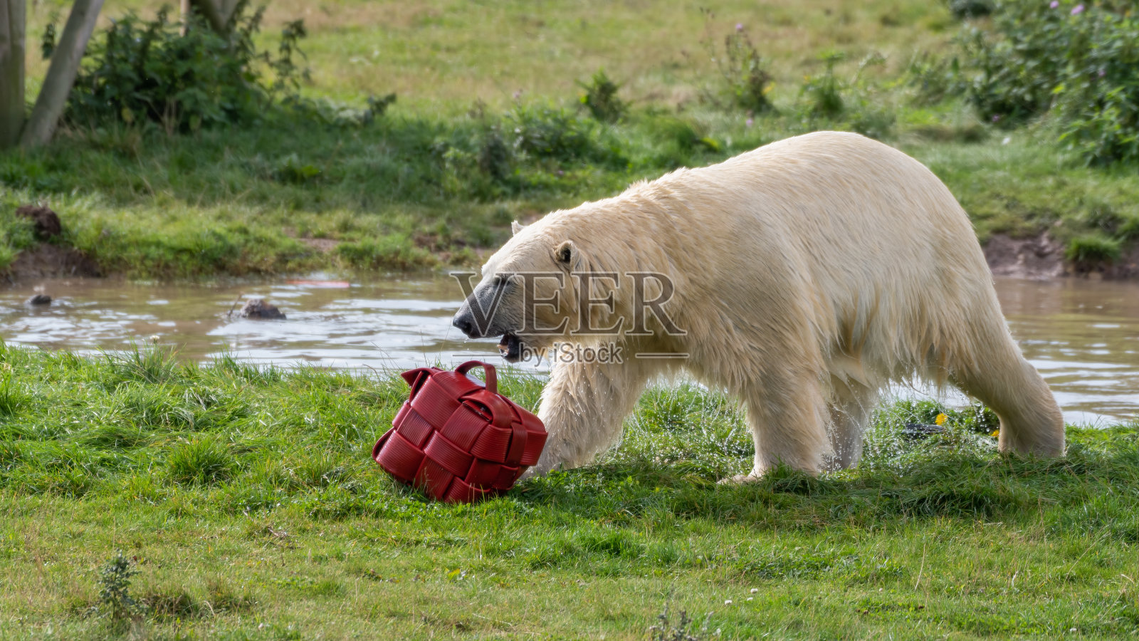 小北极熊在草地上玩耍照片摄影图片