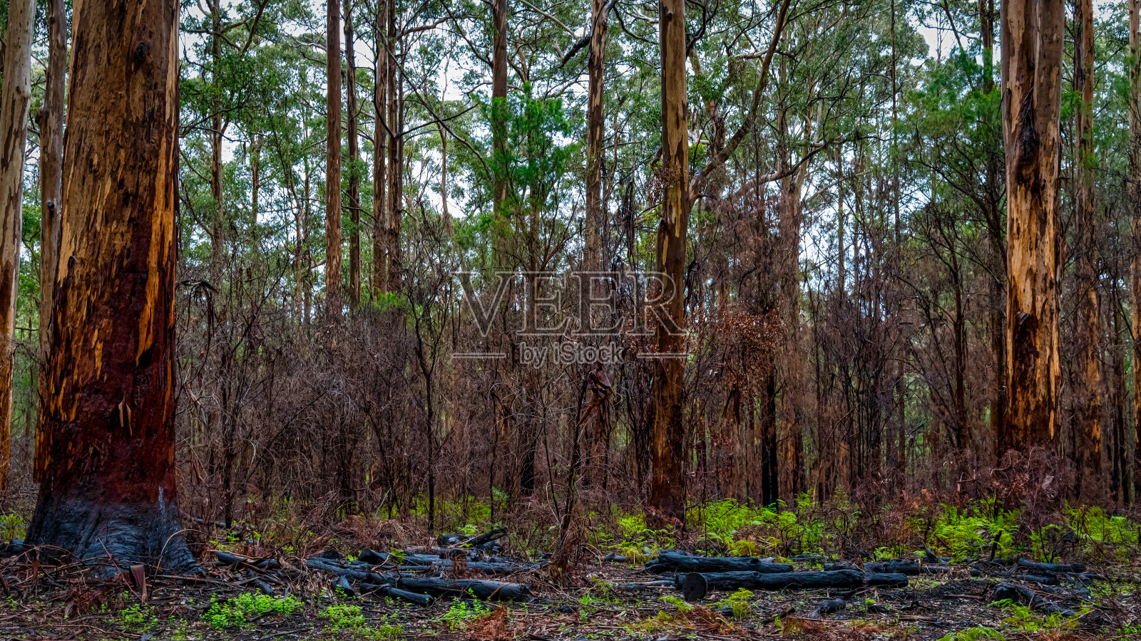 卡丽树位于西澳大利亚西南部的巨兽谷照片摄影图片