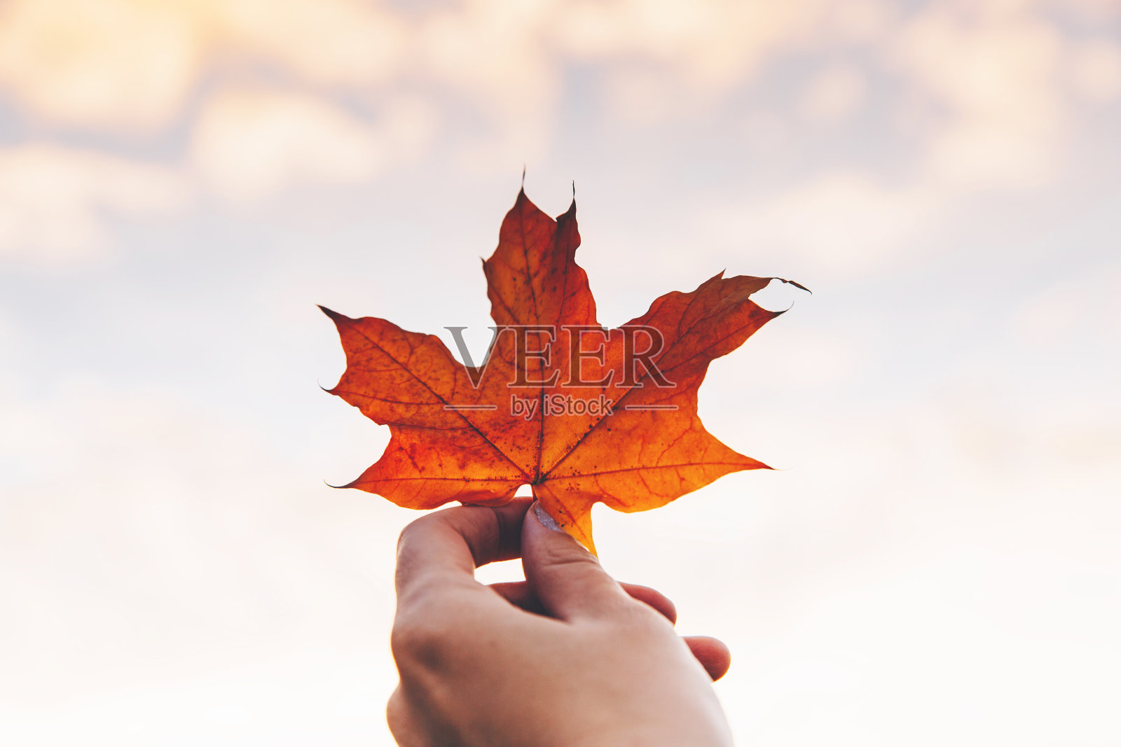 黄叶在天空的背景照片摄影图片