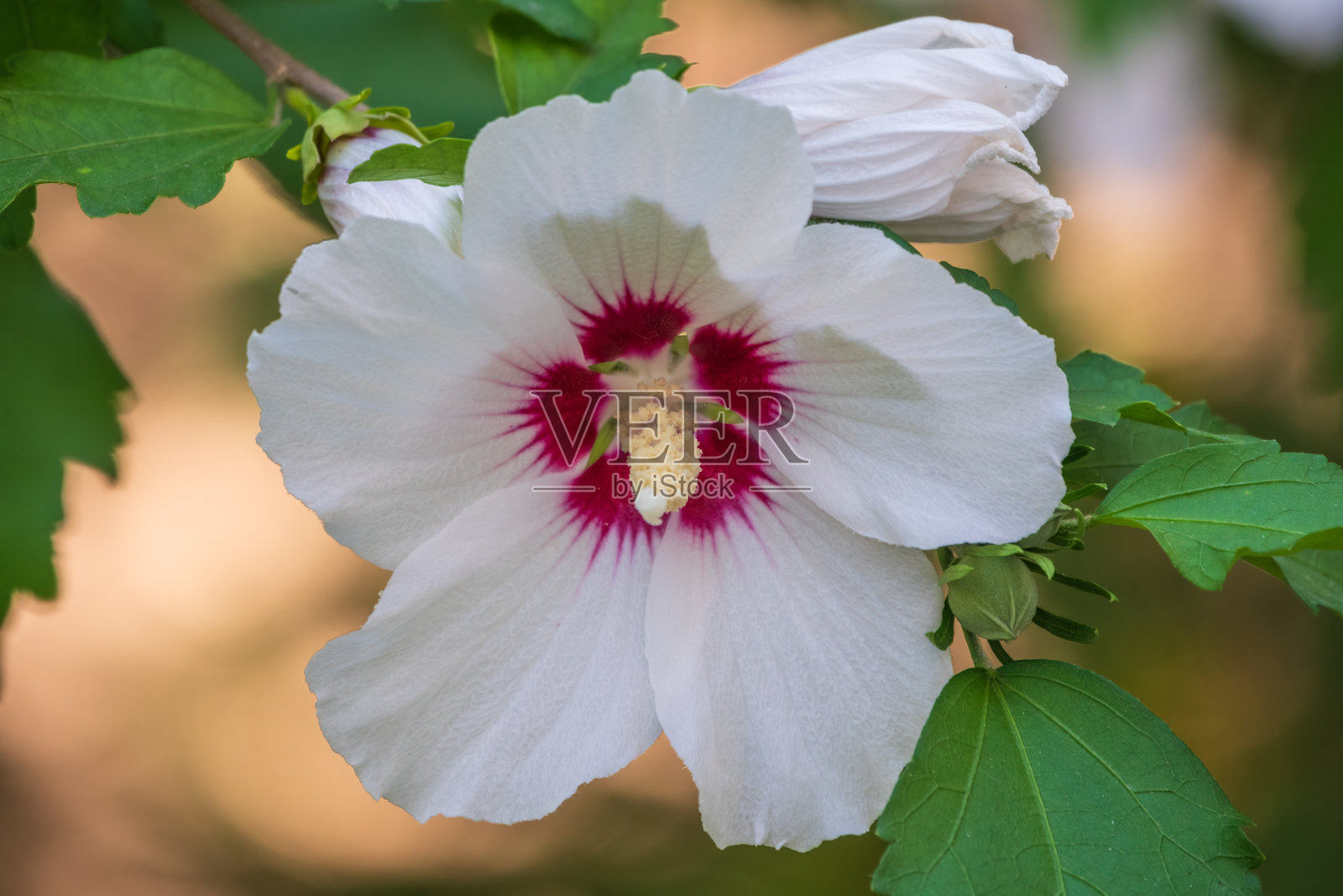 白花芙蓉,沼泽rosemallow。照片摄影图片