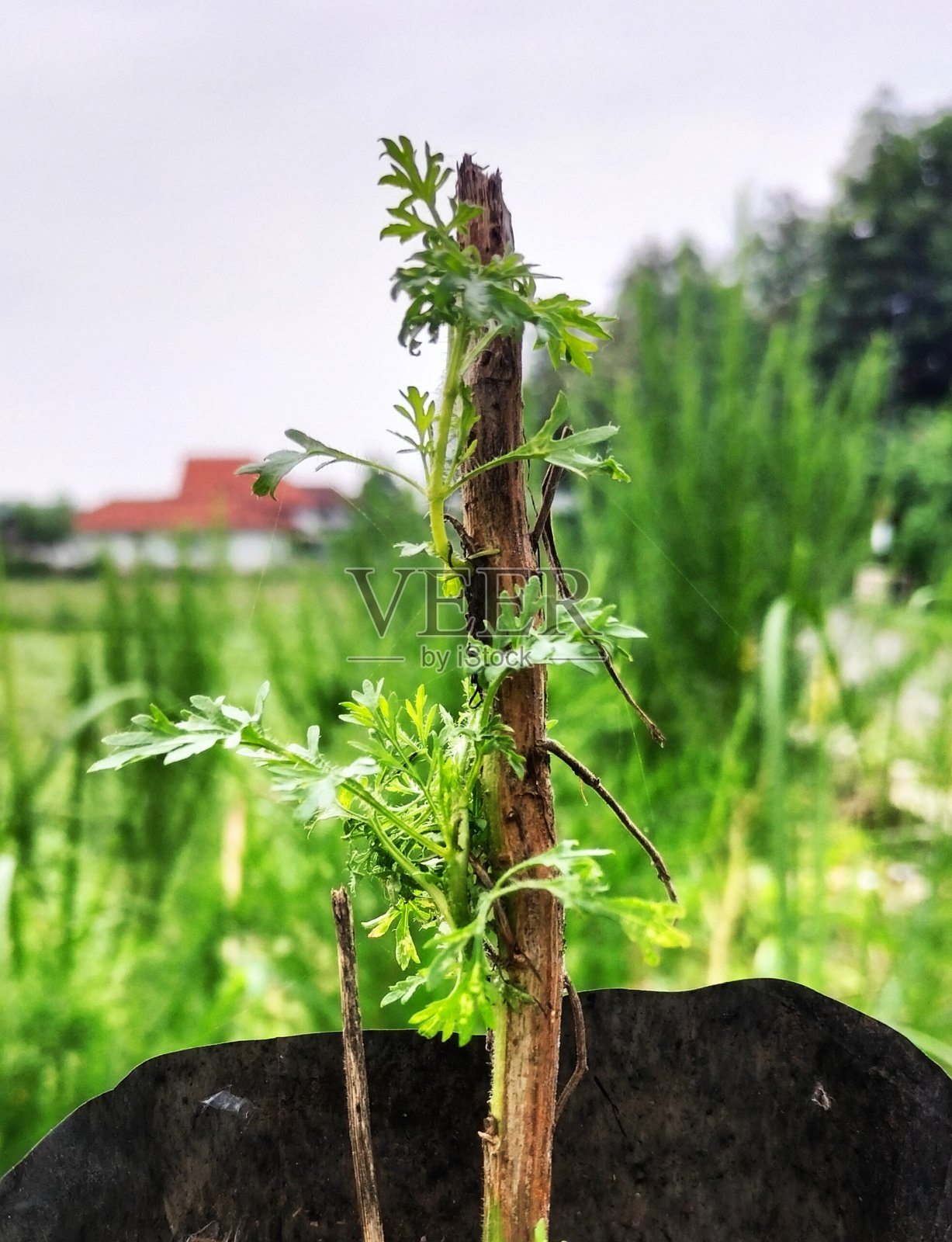 青蒿照片摄影图片
