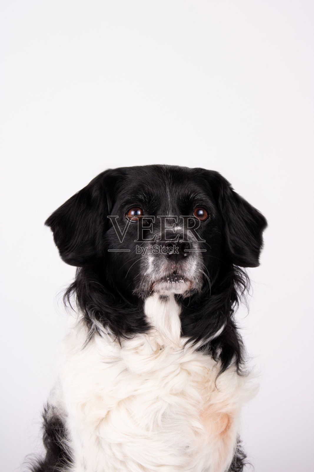 狗照片摄影图片