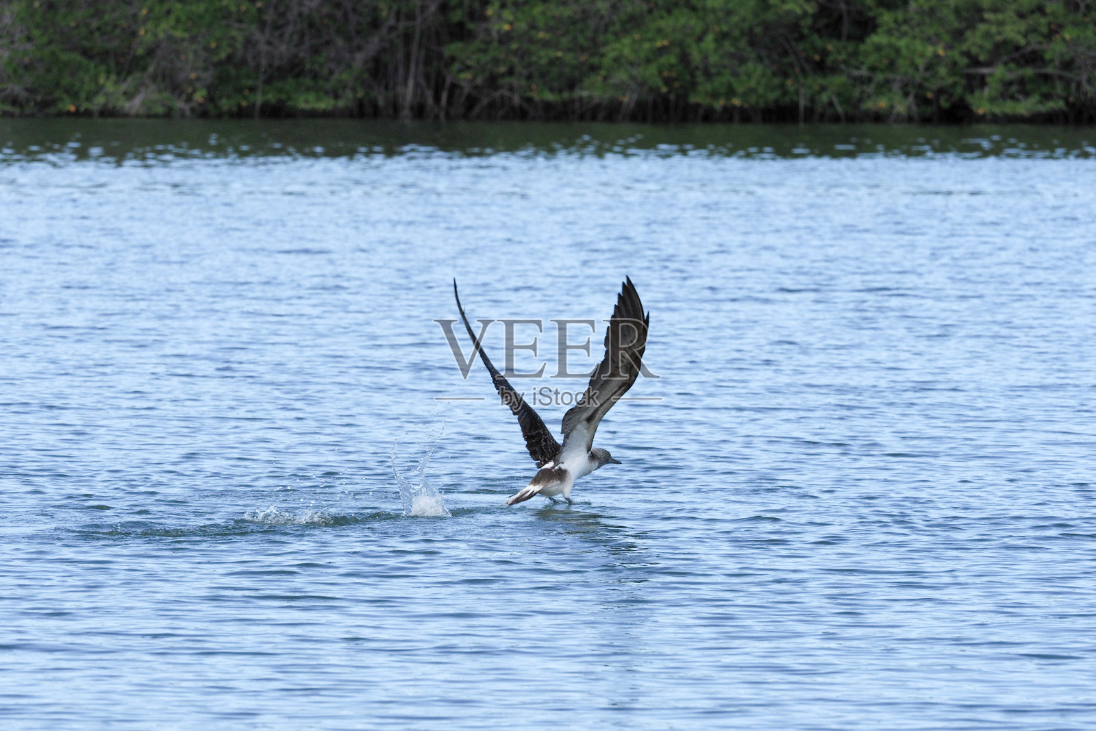 圣克鲁斯,加拉帕戈斯群岛照片摄影图片
