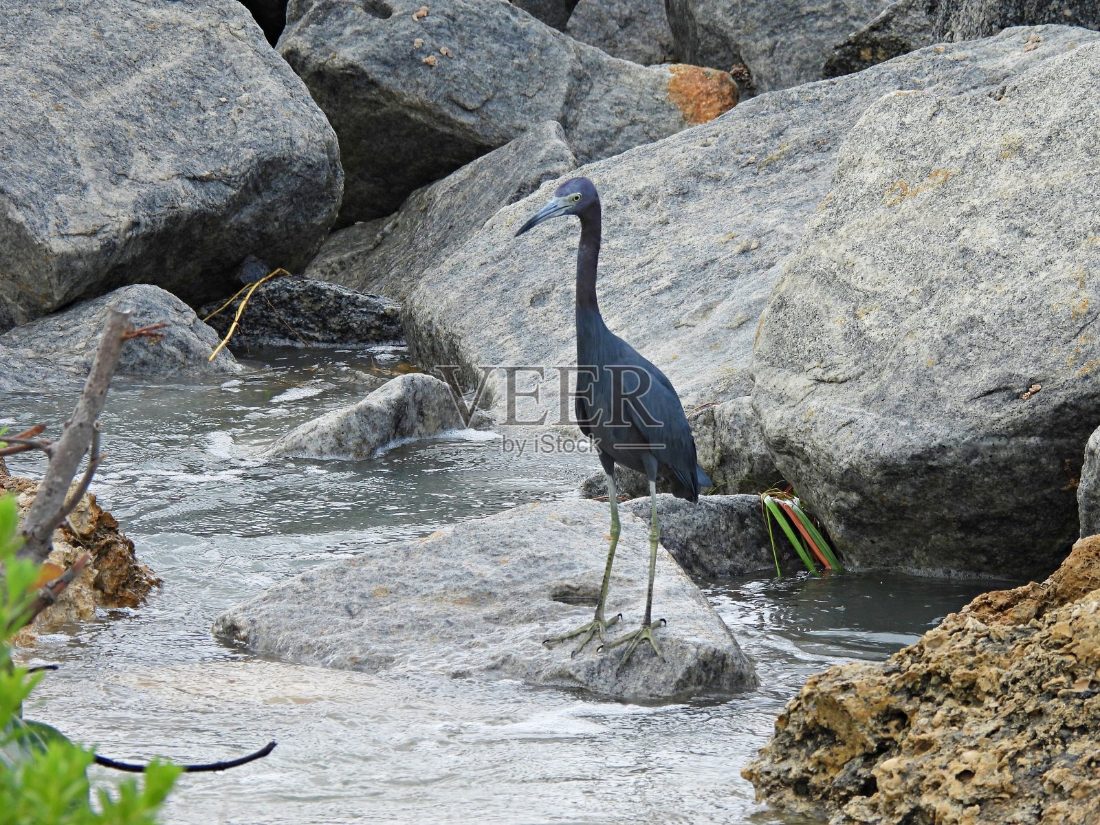 小蓝鹭(白鹭)觅食在礁湖附近的岩石上照片摄影图片
