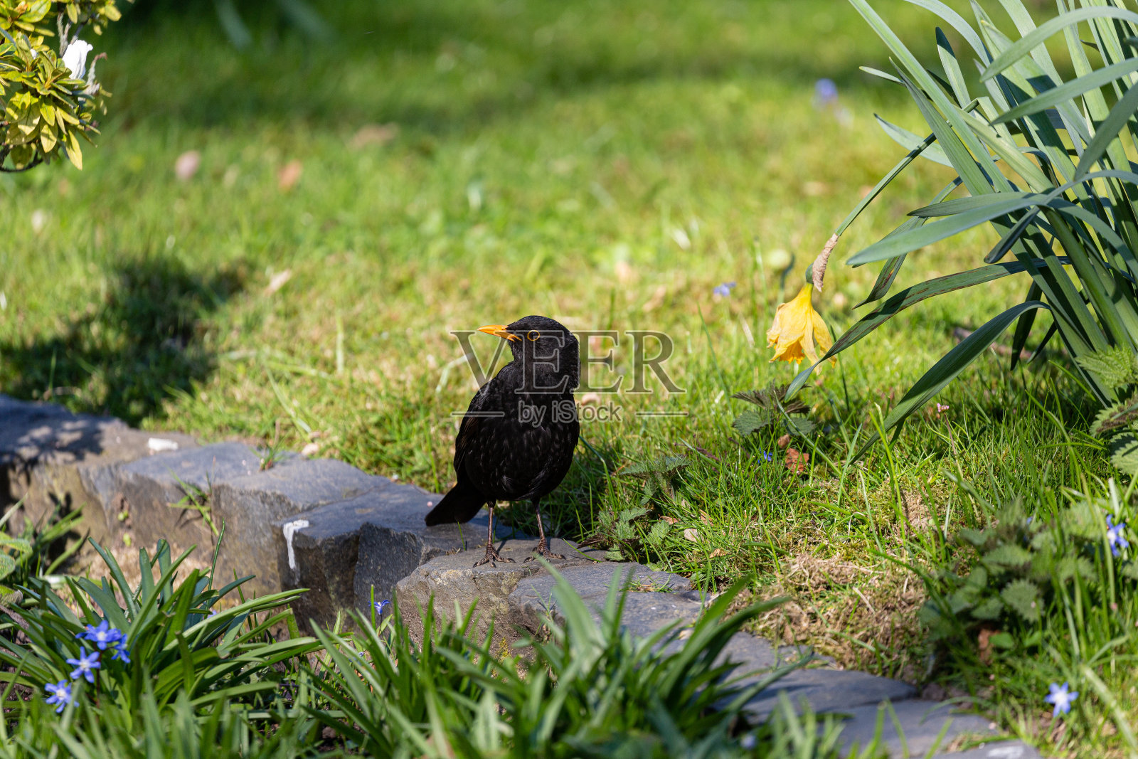 公园草地上的欧亚乌鸫照片摄影图片