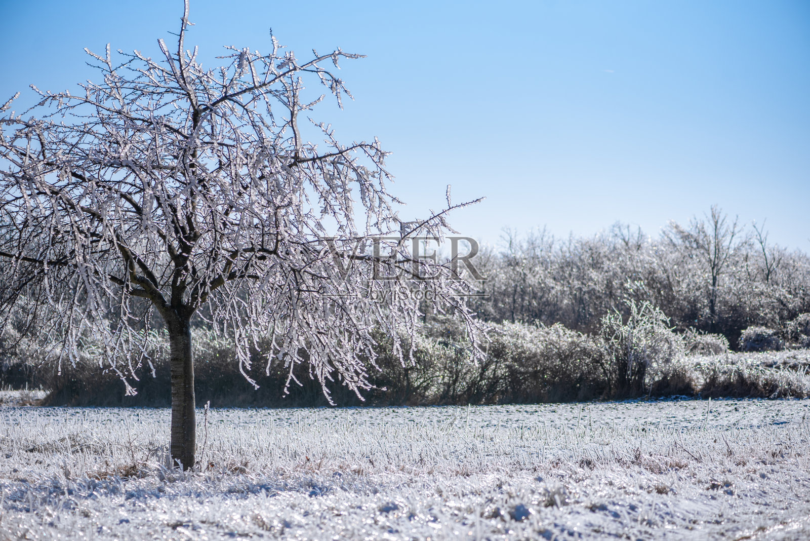 大自然在灿烂的阳光下覆盖着冻雨。冻雨后的冬季景观照片摄影图片
